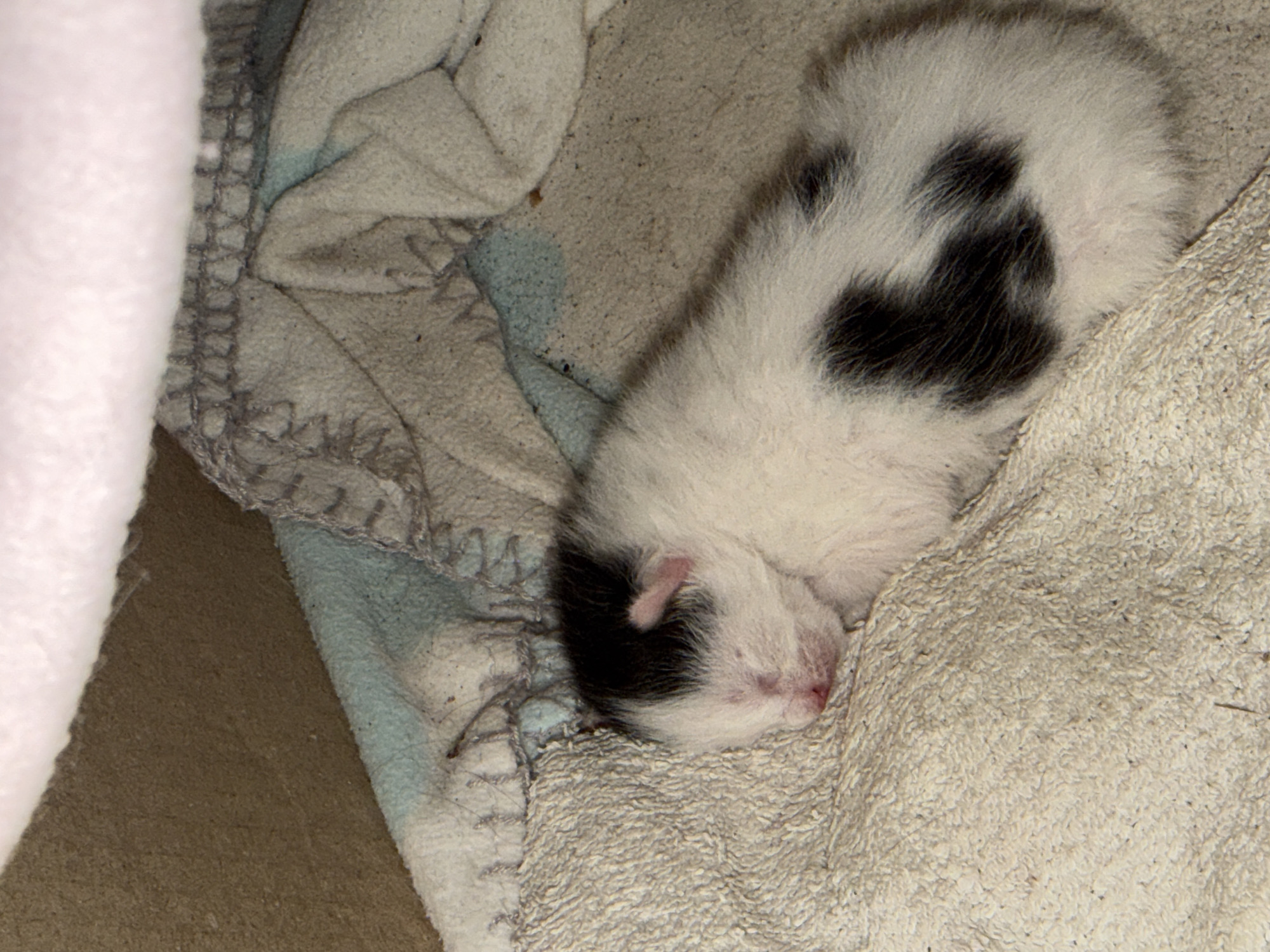 A newborn kitten, predominantly white with black patches on its head and back, is curled up asleep on a light-colored, textured towel. The kitten appears very young, with closed eyes and a pink nose. Part of a light blue and gray blanket is also visible, framing the kitten. The kitten is located indoors in an unknown building. The scene is in Lastva Grbaljska, Montenegro.