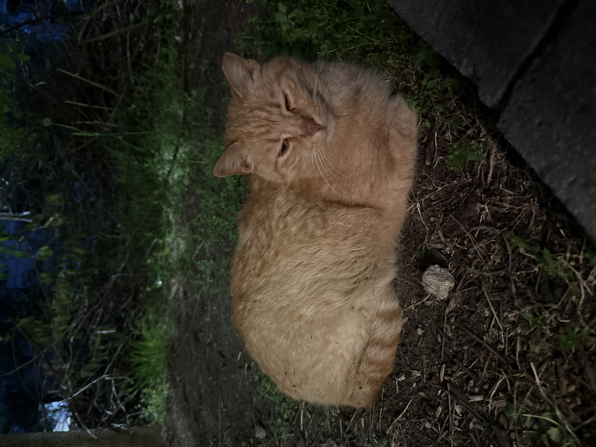 An orange tabby cat is resting in a yard at night. The cat is curled up on the ground, which consists of dirt, grass, and twigs. To the left of the cat, there is a bush and to the right, a stone wall. Location: Sofia, Bulgaria.