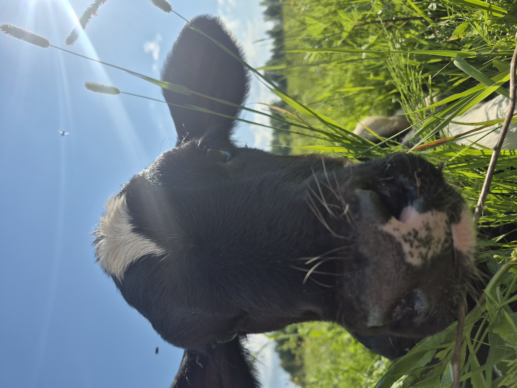 This is a close-up, low-angle photograph of a young black and white cow's face in a grassy field. The cow is looking directly at the camera. Its forehead has a distinctive white marking. Tall green grass is in the foreground, partially obscuring the lower part of the cow's face and snout, which has patches of pink and black. The background shows a bright blue sky with the sun flaring to the right, and a distant tree line. There are a few small dark specks in the sky that could be insects or birds. There is no indication of the city of Karsha, Russia, or any other specific location.