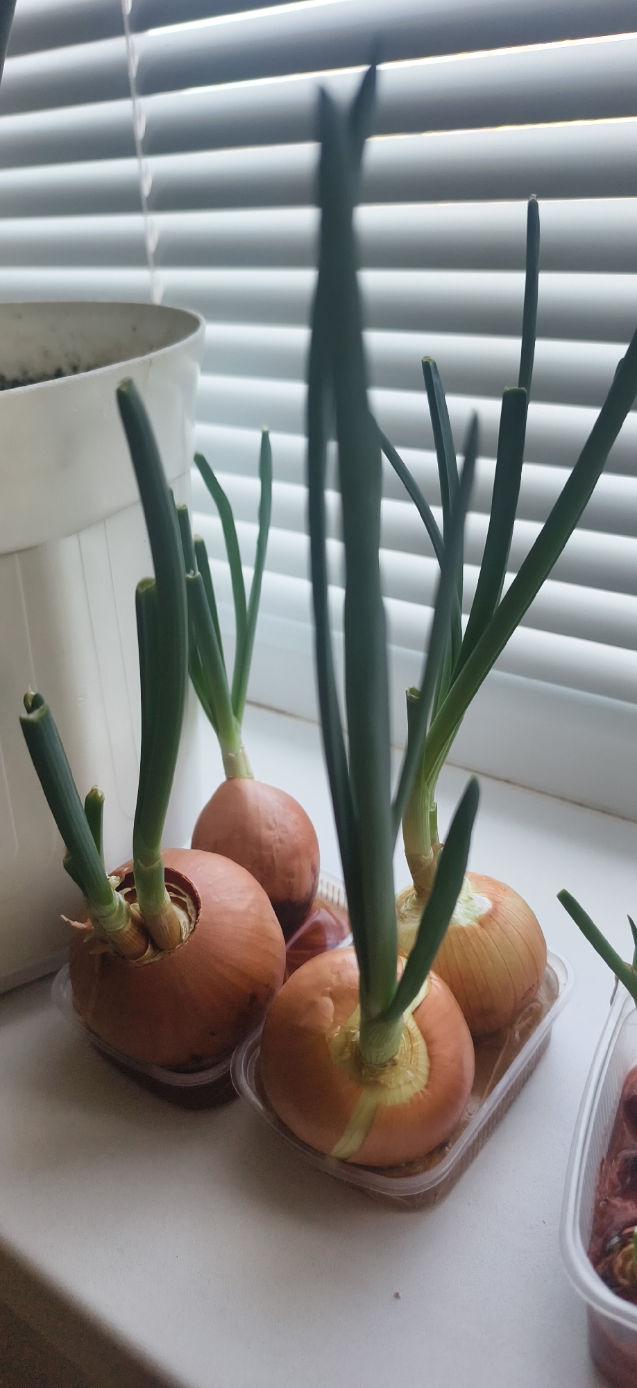 The scene depicts several onions sprouting green shoots, arranged on a window sill in front of blinds. The onions sit in clear plastic containers, some with a brownish material at the base, potentially soil or a growth medium. One container is partially visible on the left, and another on the right, in the foreground. The onions vary in size and shape, with the sprouts ranging in height and thickness. The background consists of the closed blinds, casting shadows on the sill. The environment appears to be indoors, likely a kitchen or room with a window. There are no indications of the city being Фоки, Russia.