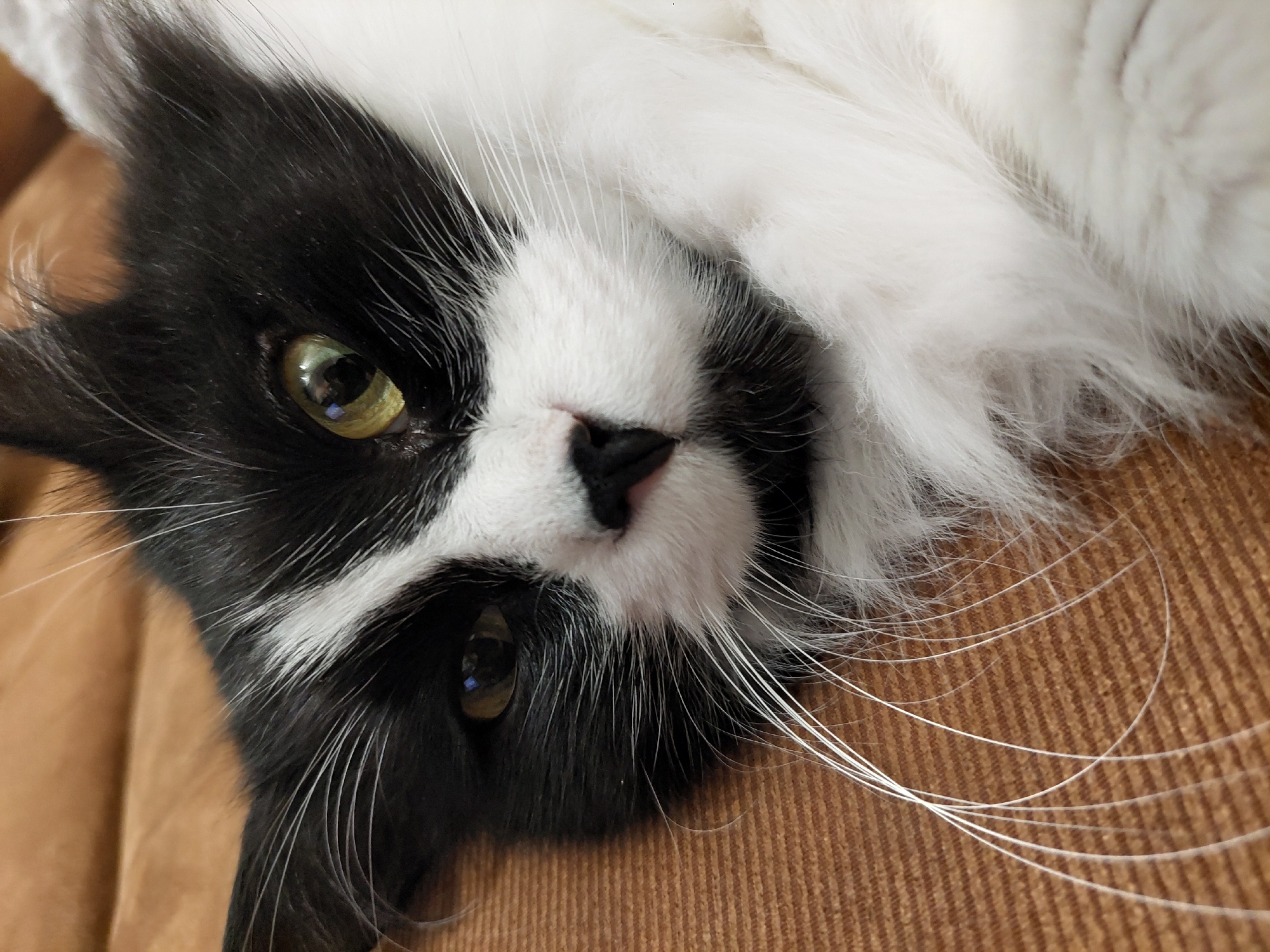 A close-up photograph depicts a black and white cat lying on a brown corduroy surface. The cat's head is tilted to the side, with its eyes open and focused on the viewer. The cat has a black nose with a white patch around it. Long, white whiskers are visible. The background is out of focus. There is no information that suggests the photograph was taken in the city of Plovdiv, Bulgaria.
