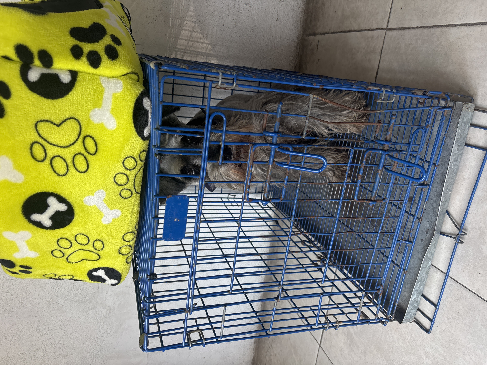 The image shows a gray Schnauzer dog inside a blue wire cage. The cage is positioned on a light gray tiled floor, likely indoors. A yellow and black dog bed with paw print and bone patterns is next to the cage. The photo was taken in San Juan Cuautlancingo, Mexico.