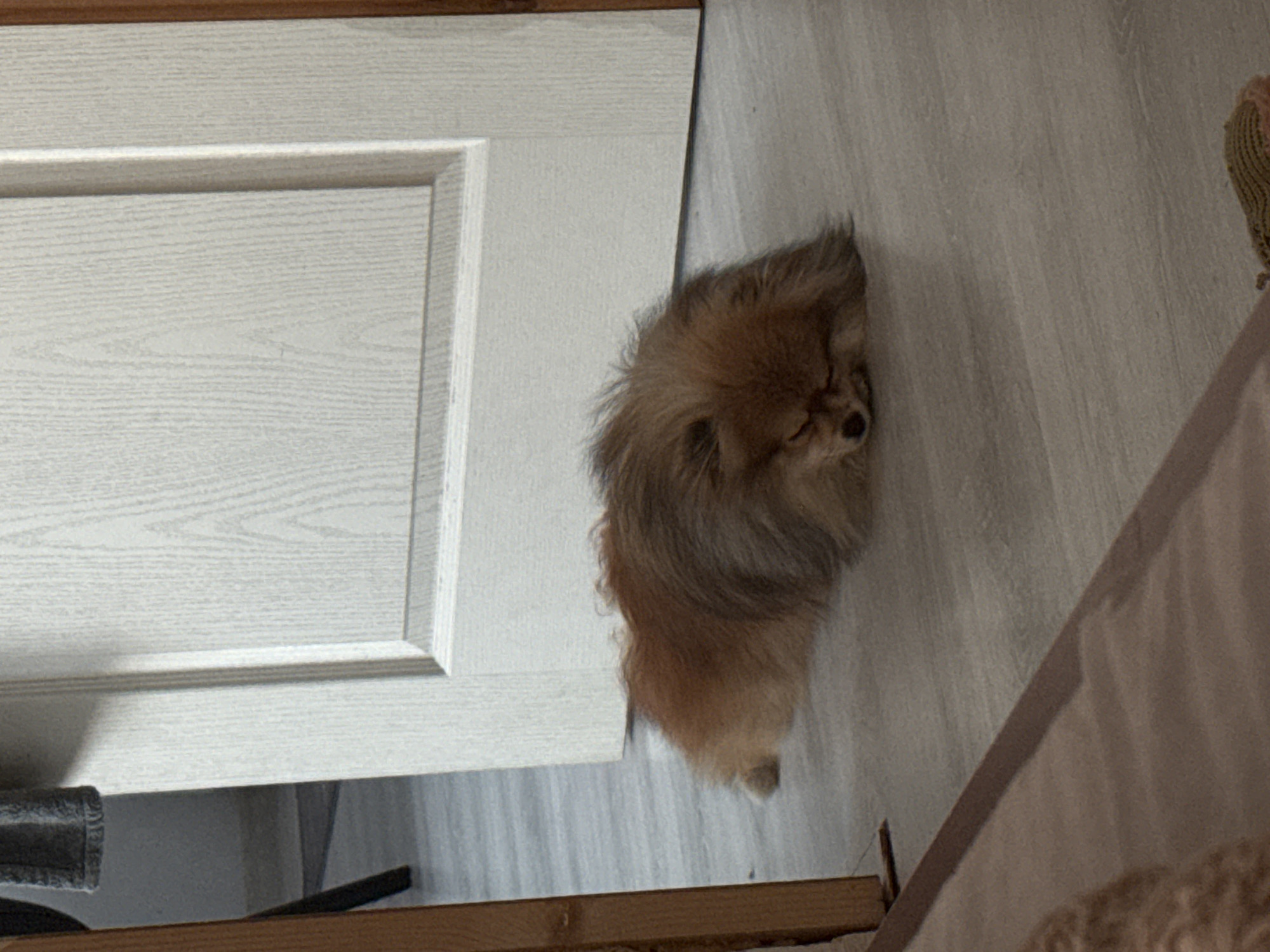 The image, taken in Sofia, Bulgaria, depicts a small, fluffy dog resting on a light-colored floor next to a white interior door. The dog, which appears to be a Pomeranian or similar breed, has predominantly light brown and orange fur with some grayish tones. It is curled up with its eyes closed or mostly closed, indicating it is asleep or deeply relaxed.
The setting is indoors, featuring a light gray or beige floor with a subtle wood-grain pattern, likely laminate or vinyl. To the dog's left is a white paneled door, which is slightly ajar, revealing a narrow gap at the bottom. A dark gray, rolled object, possibly a draft stopper or mat, is partially visible beneath the door.
In the upper right portion of the image, a woven or knitted item with an orange and brown pattern is partially visible. Another light-colored fabric item, potentially a pet bed or blanket, can be seen in the bottom right corner. A narrow wooden plank or trim runs horizontally along the lower edge of the frame. The lighting is soft and diffused, characteristic of an indoor environment. There is no visible text in the image. The scene conveys a sense of peace and domestic comfort.