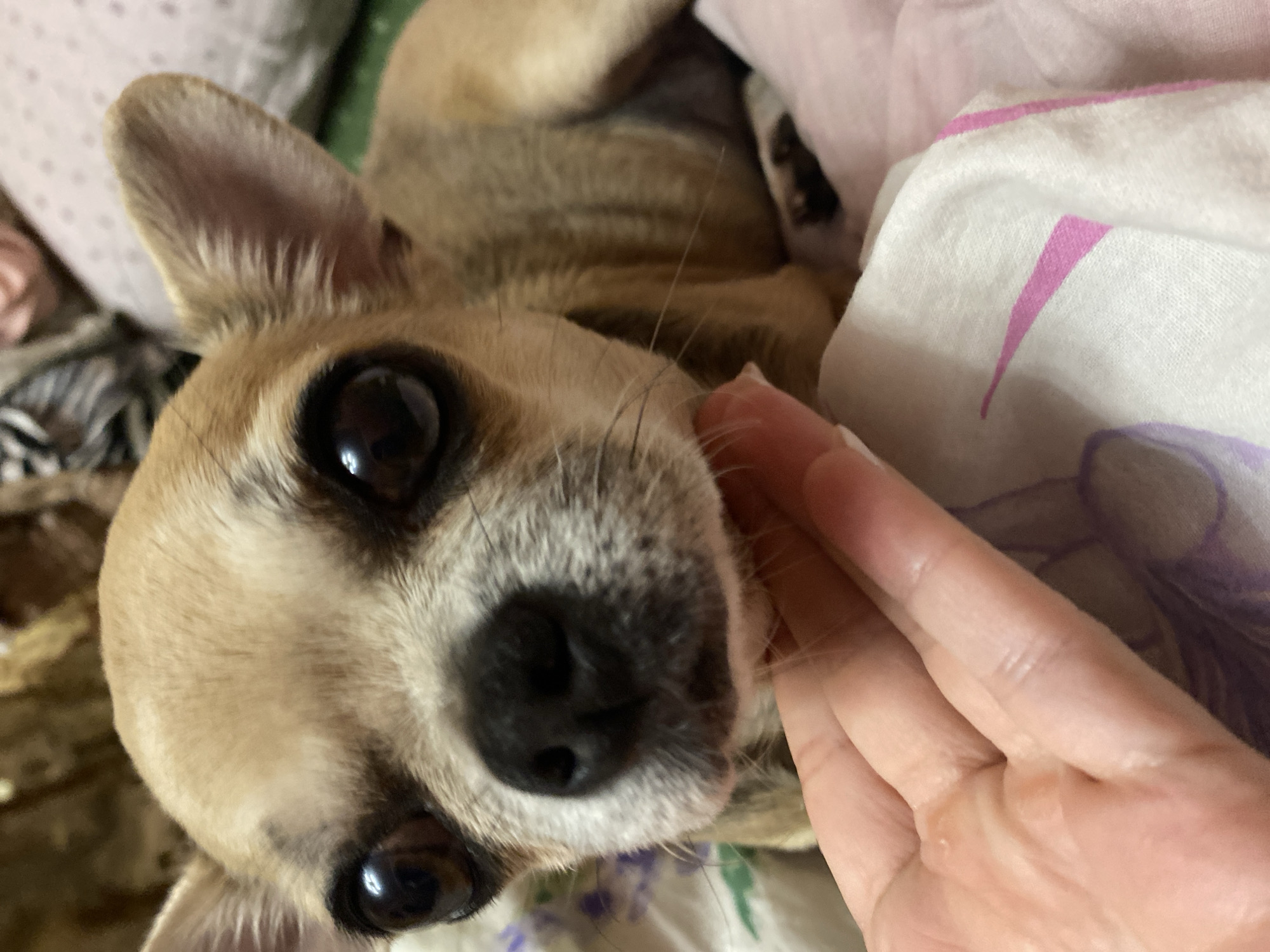 A close-up shot shows a light brown chihuahua dog with large, dark eyes. The dog is looking directly at the camera. A human hand with visible wrinkles and a light skin tone is gently touching the dog's chin. The background consists of soft bedding, with a pink pillow and a white fabric with a pink stripe pattern. The environment appears to be indoors, likely a domestic setting. There is no indication of the location being in Andzhiyevsky, Russia.