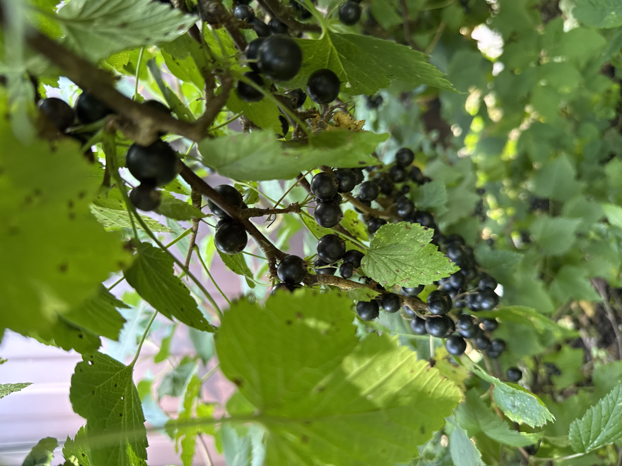 This is a close-up photograph of a black currant bush, laden with ripe berries, in Pupyshevo, Russia. The focus is on the clusters of dark purple-black berries hanging from thin branches, surrounded by vibrant green leaves. Some leaves show signs of minor damage or spotting. The background is blurred, suggesting an outdoor setting with natural light, possibly a garden or backyard. There are no people or animals visible in the image. The overall impression is one of natural abundance and the growth of fruit.