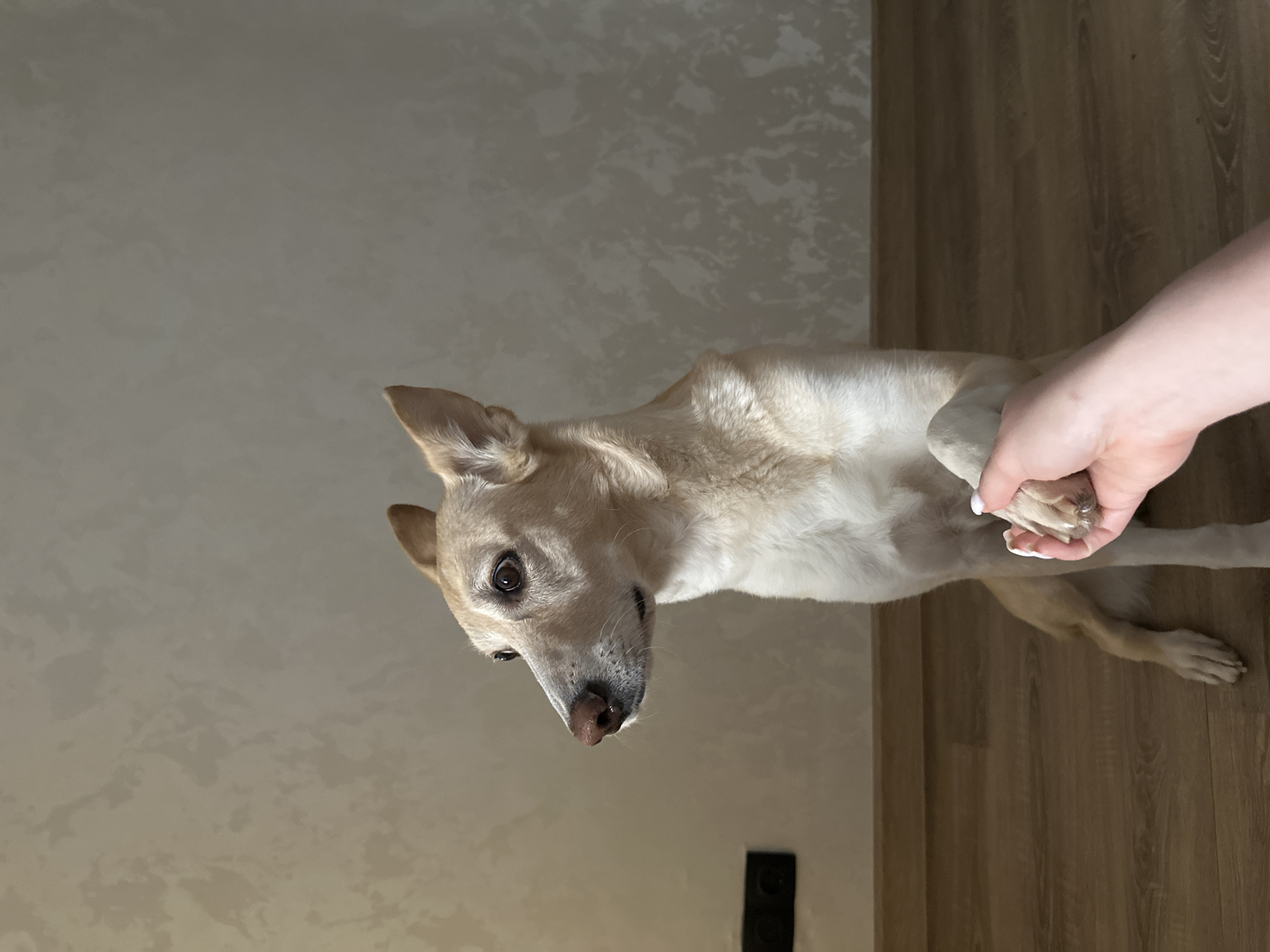 A light-colored dog is being held by a hand in an indoor environment. The dog's head is angled towards the viewer, and the hand is holding one of its paws. The background consists of a wall and a wooden floor with what appears to be an electrical outlet on the wall near the floor. The location is identified as Chaikovsky, Russia.