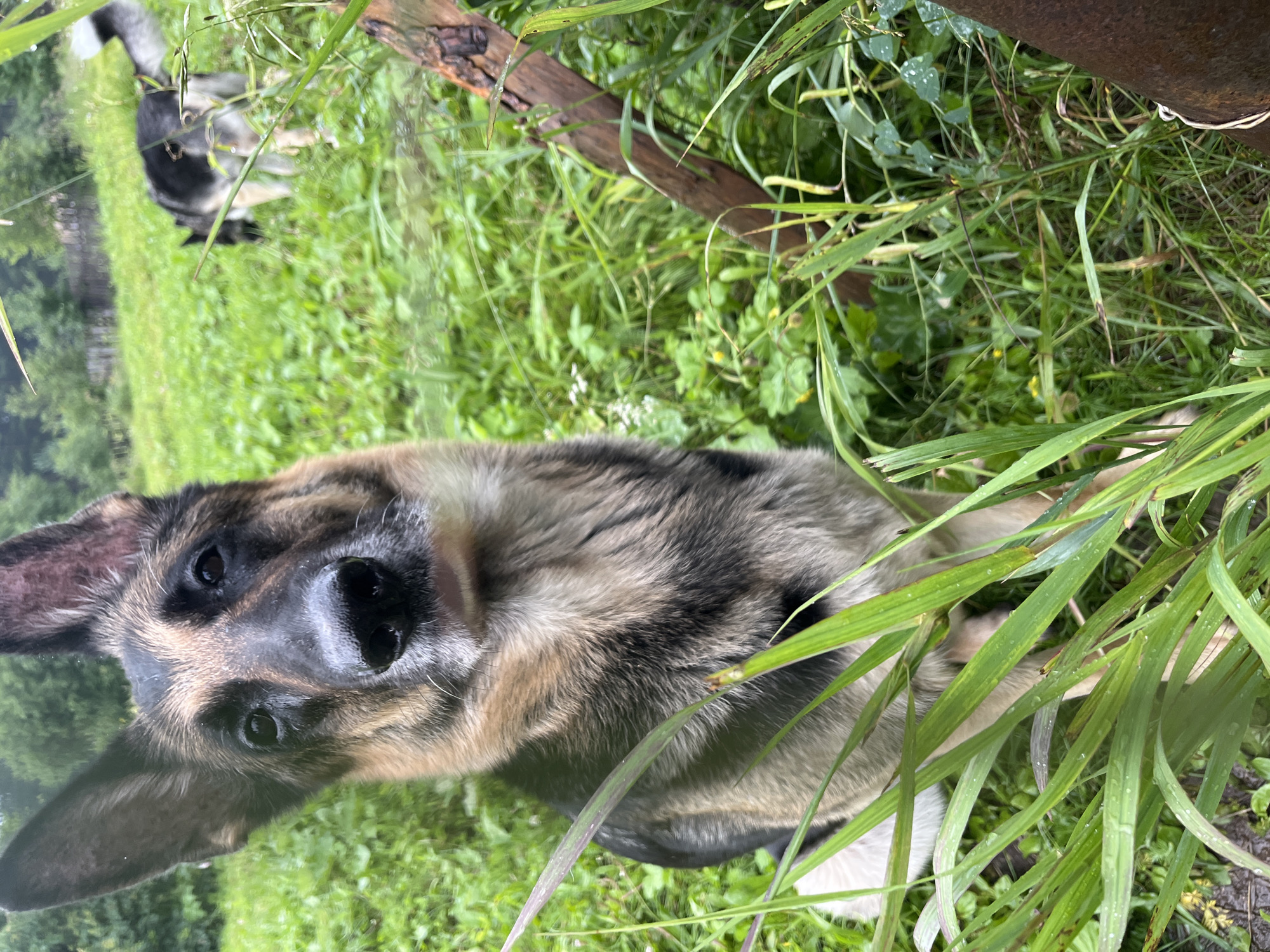 The media file displays a close-up of a German Shepherd dog's face, positioned horizontally within a natural outdoor setting. The dog's fur is a mix of tan, black, and grey, with distinct markings around its eyes and snout. Its ears are perked up, and its eyes are dark and attentive. The foreground is dominated by blades of green grass, some of which appear wet, suggesting recent rain.
In the background, out of focus, another dog with grey and white fur is visible, along with lush green foliage and what appears to be a rustic wooden fence or structure. A rough, weathered piece of wood is also present, adding to the natural, untamed feel of the scene. The lighting suggests it is daytime, possibly after a rain shower due to the dew on the grass. The overall impression is of dogs in a natural, possibly rural or park-like environment. The image appears to be taken at eye level with the main dog. There is no visible text in the media file. The location context is Nizhny Tagil, Russia.