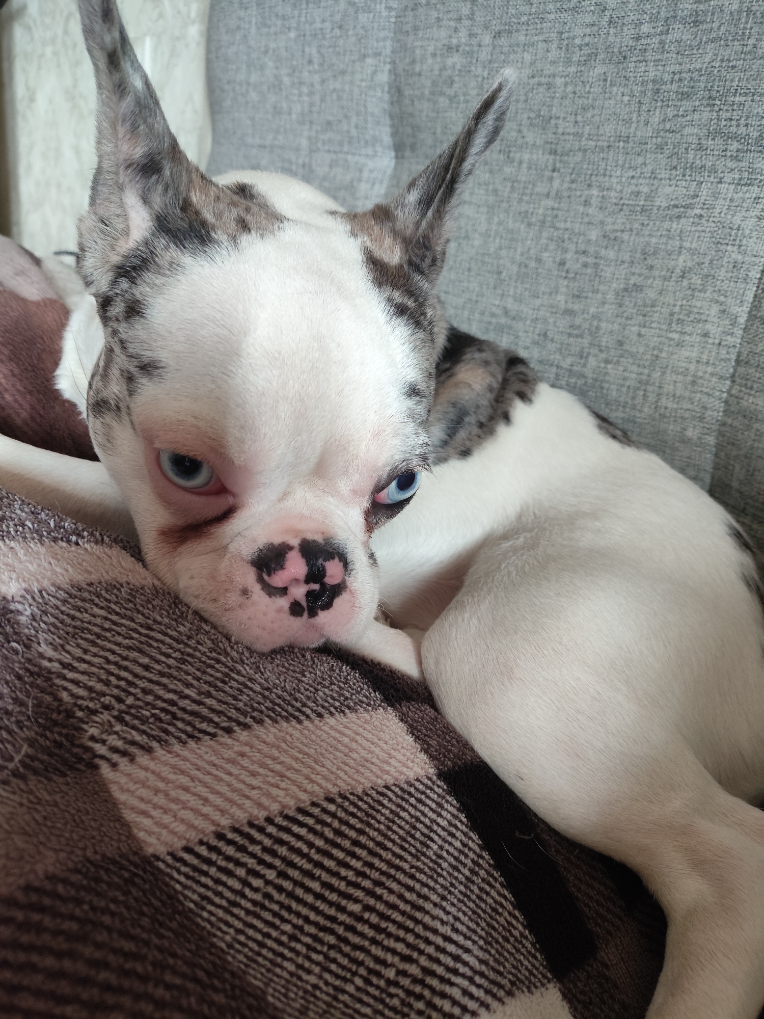A white French bulldog with blue eyes and grey merle markings on its ears and head rests on a textured brown and pink plaid blanket. The dog is lying down, with its head propped up slightly, looking directly at the camera. The background consists of a grey fabric surface, possibly a couch.