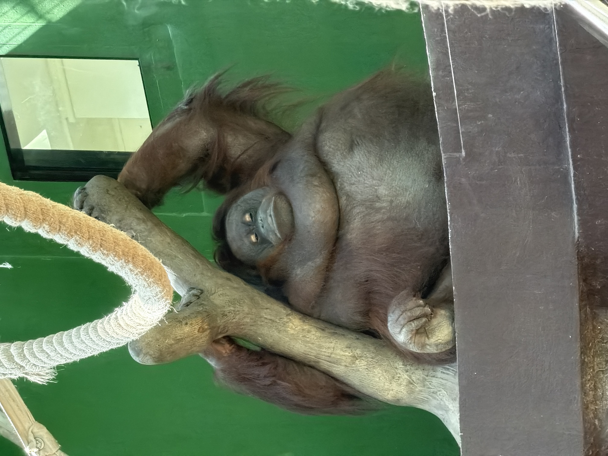 The image depicts an orangutan in an enclosure. The orangutan is large and has reddish-brown fur. It is leaning against a thick, rough tree branch, with its left arm resting over its head. Its eyes are closed, and its mouth is slightly open, giving it a relaxed or sleepy appearance. The orangutan is seated on a dark, horizontal surface. Behind the orangutan, the background is a bright, solid green wall, with a small square window visible on the right side. A thick, woven rope hangs from above and to the left, partially obscuring the top of the tree branch. The lighting suggests it is daytime, with some shadows cast on the orangutan and the enclosure. The scene appears to be a zoo or wildlife sanctuary. No information about its location in Izhevsk, Russia, is discernible from the image.