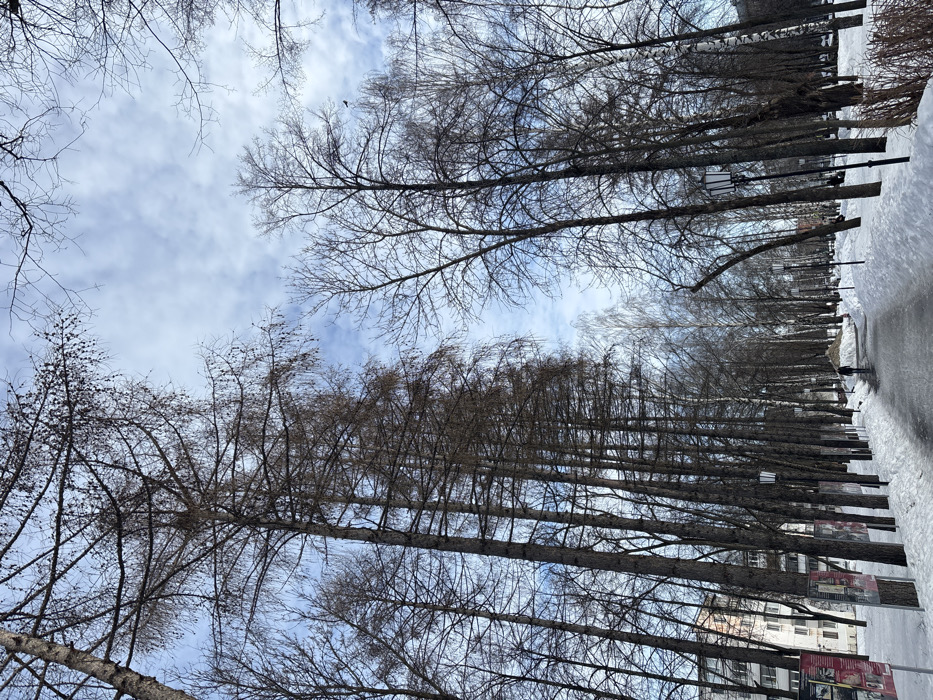 The image displays a winter scene within a public park or wide pedestrian walkway in the city of Chaikovsky, Russia. A cleared, paved path, partially reflective and dusted with snow, extends centrally into the distance, flanked by substantial snow banks. The environment is dominated by numerous tall, bare deciduous trees, primarily slender larches, with some lighter-barked species visible on the right. These trees form an avenue, their branches reaching upwards against a partially cloudy, light blue sky.
Along the path, several black lampposts with decorative fixtures are observable. On the left side of the foreground, a series of red-framed outdoor display panels, containing text and images, are mounted along the tree line. In the mid-ground, a single individual dressed in dark attire walks away from the camera along the cleared path. A multi-story residential building with light-colored facades is partially visible through the trees in the far left background. A large pile of snow, likely cleared from the path, is present to the right of the path in the mid-ground. The overall impression is of a cold, clear winter day.