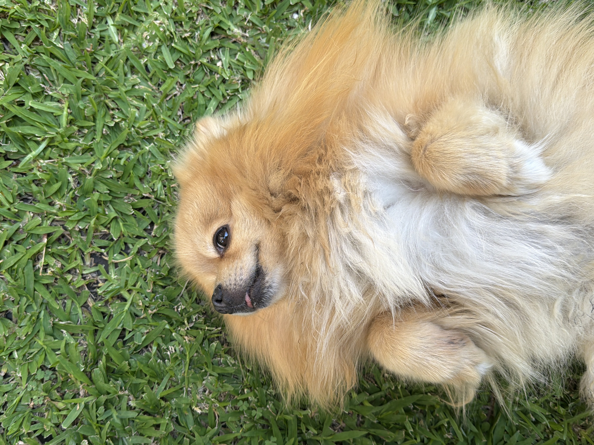 A golden-brown, long-haired, small-breed dog lies on its back on a patch of green grass. The dog's face is visible, with a small, pink tongue sticking out. The location appears to be outdoors in a grassy area. The city of Cuautla, Mexico, is not discernible from the image.
