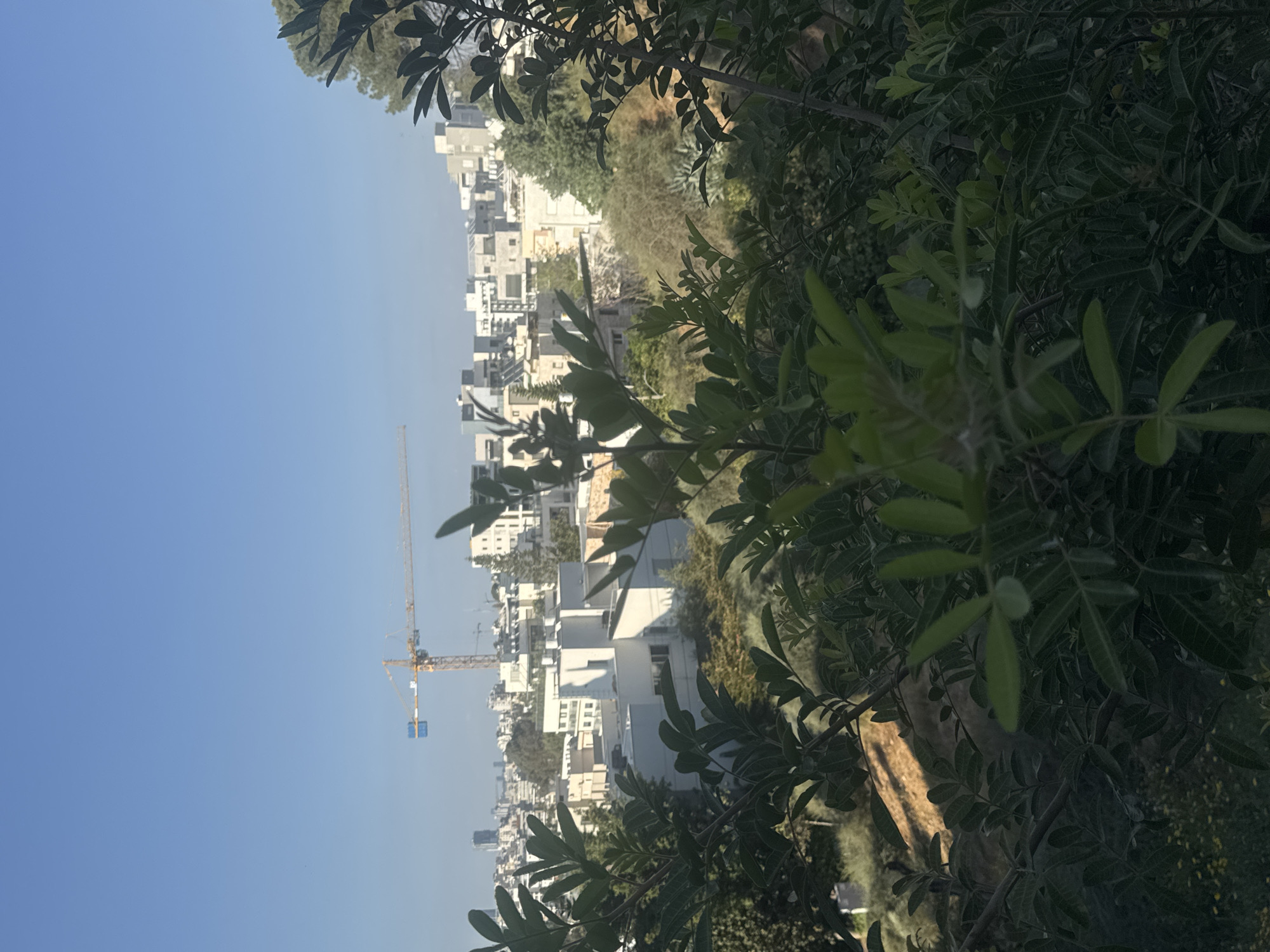 The image depicts an urban landscape in Ramat Gan, Israel. The foreground is dominated by foliage, with leaves and branches framing the view. Through the foliage, a cityscape is visible, consisting of predominantly white and light-colored buildings of varying heights. A yellow construction crane is visible amongst the buildings. The sky is clear and blue. The scene appears to be captured from an elevated position, looking down towards the city.