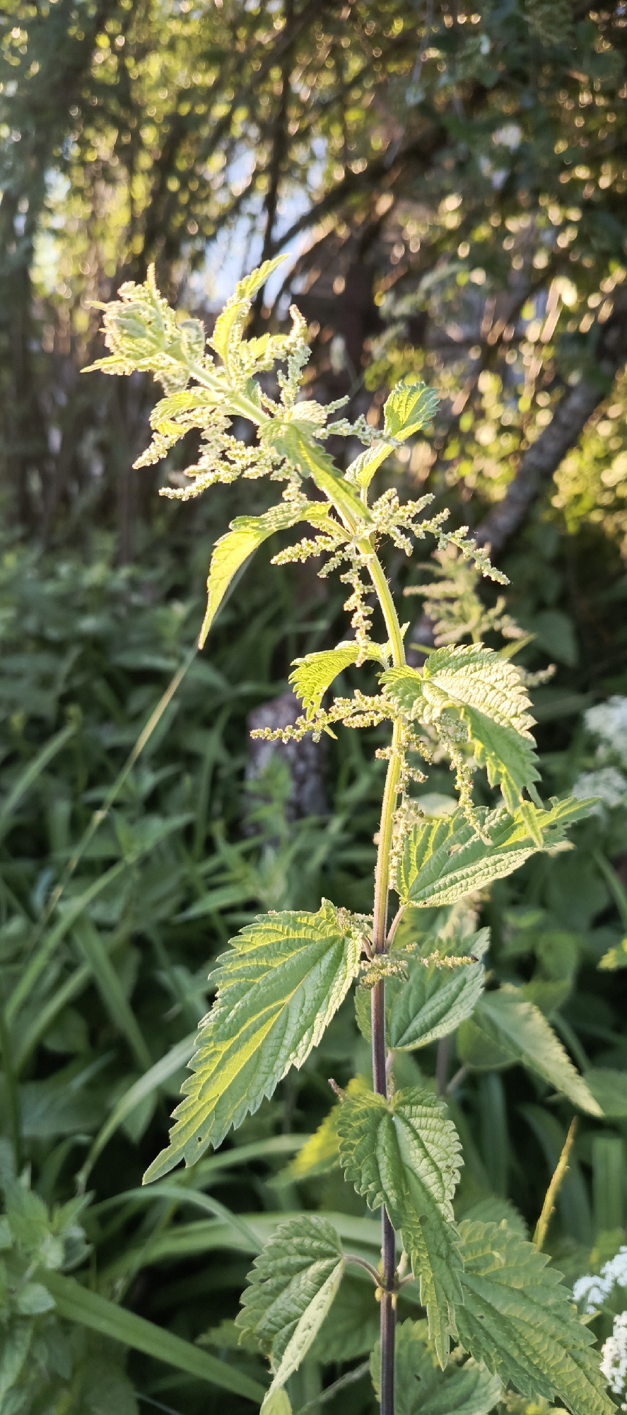 A close-up, vertical shot captures a stinging nettle plant in a sun-dappled outdoor setting, likely within Merchalovo, Russia. The plant, with its serrated green leaves and delicate, flower-like structures, is the central focus, illuminated by the warm glow of the setting sun. The background is a blur of lush green foliage and tree branches, suggesting a natural or semi-wild environment. There are no people or animals visible in the frame. The image is a still life, depicting the natural beauty of the plant.