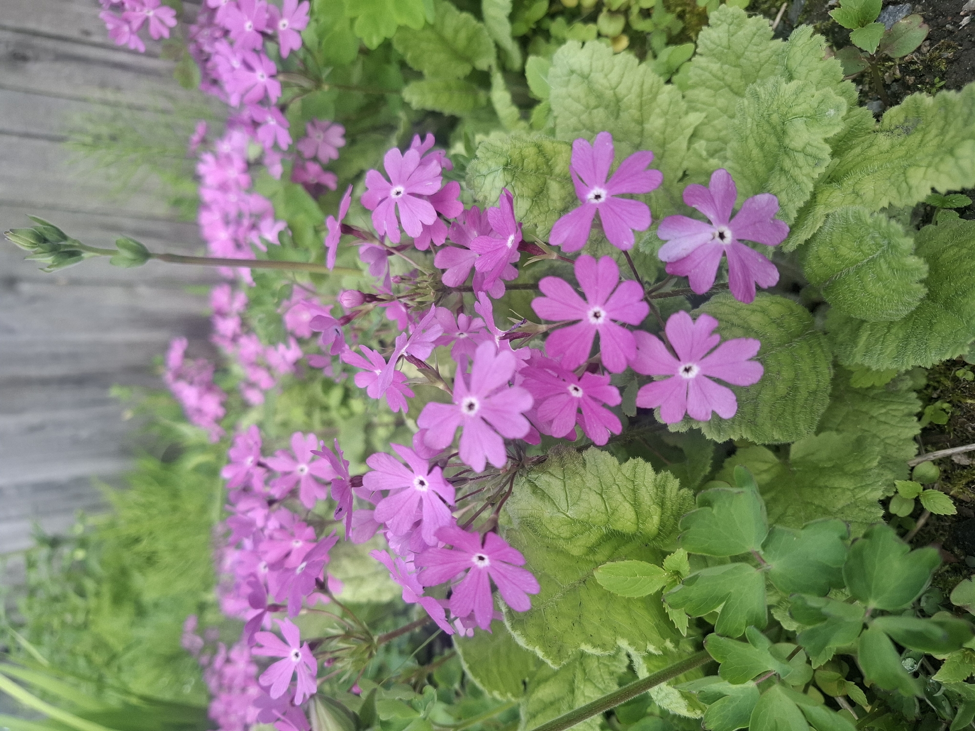 A close-up, eye-level shot captures a cluster of bright pink, five-petaled flowers with dark centers in Sukhoy Ruchey, Russia. The flowers are in bloom, with some petals slightly unfurled and others still in bud. They are surrounded by vibrant green foliage, with textured, serrated leaves prominently displayed. In the background, a blurred wooden fence and more green foliage suggest a garden or natural setting. The lighting is soft, indicating an overcast or shaded environment. There are no people or animals visible in the image.