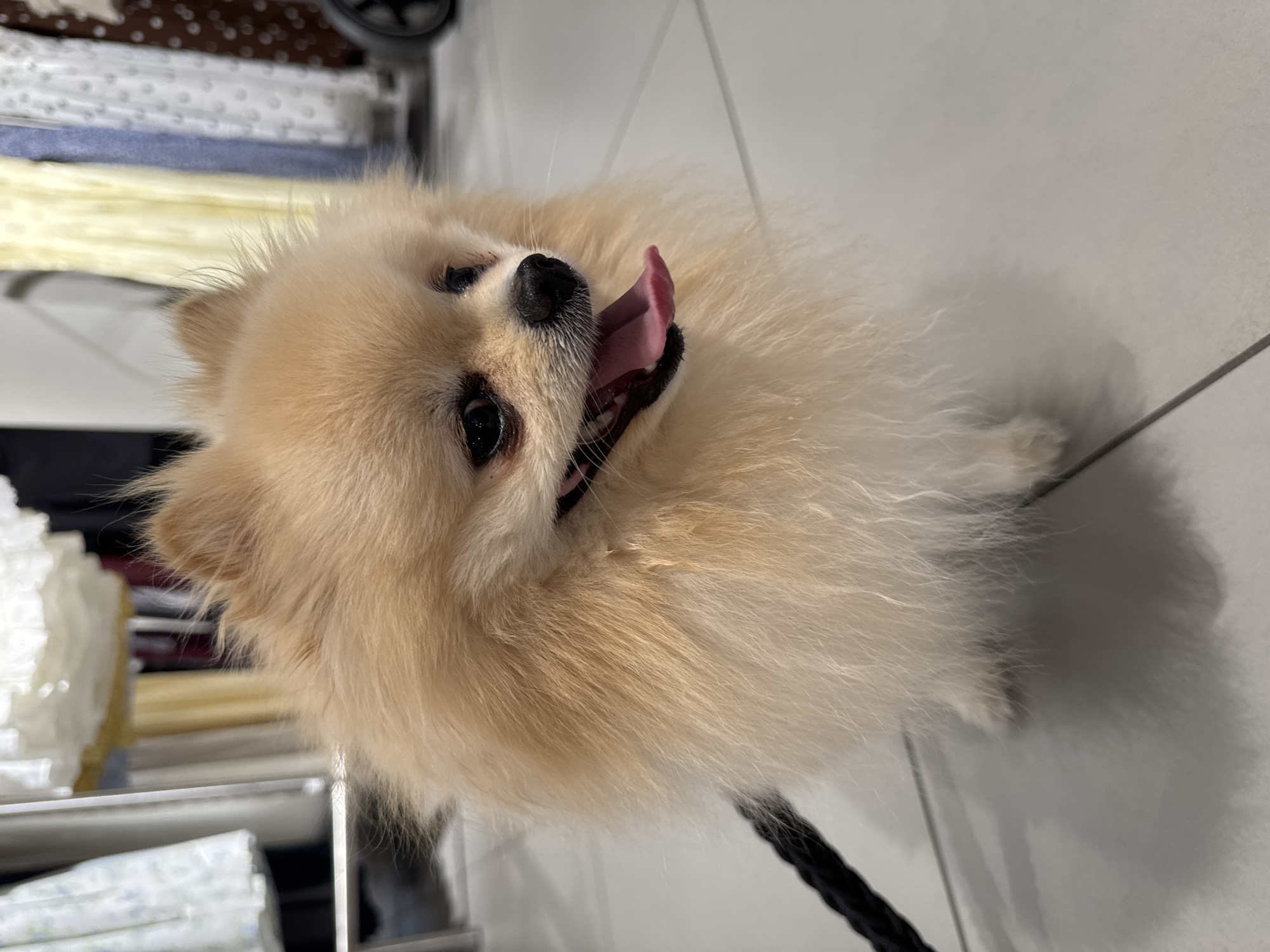 A cream-colored Pomeranian dog lies on a light grey tiled floor. The dog has its mouth open and its tongue is visible. A black leash is attached to the dog. In the background, there is a rack containing various items, possibly fabrics or textiles. The location is likely indoors. Precise geographic location within Bietigheim-Bissingen, Germany, cannot be determined from the image.