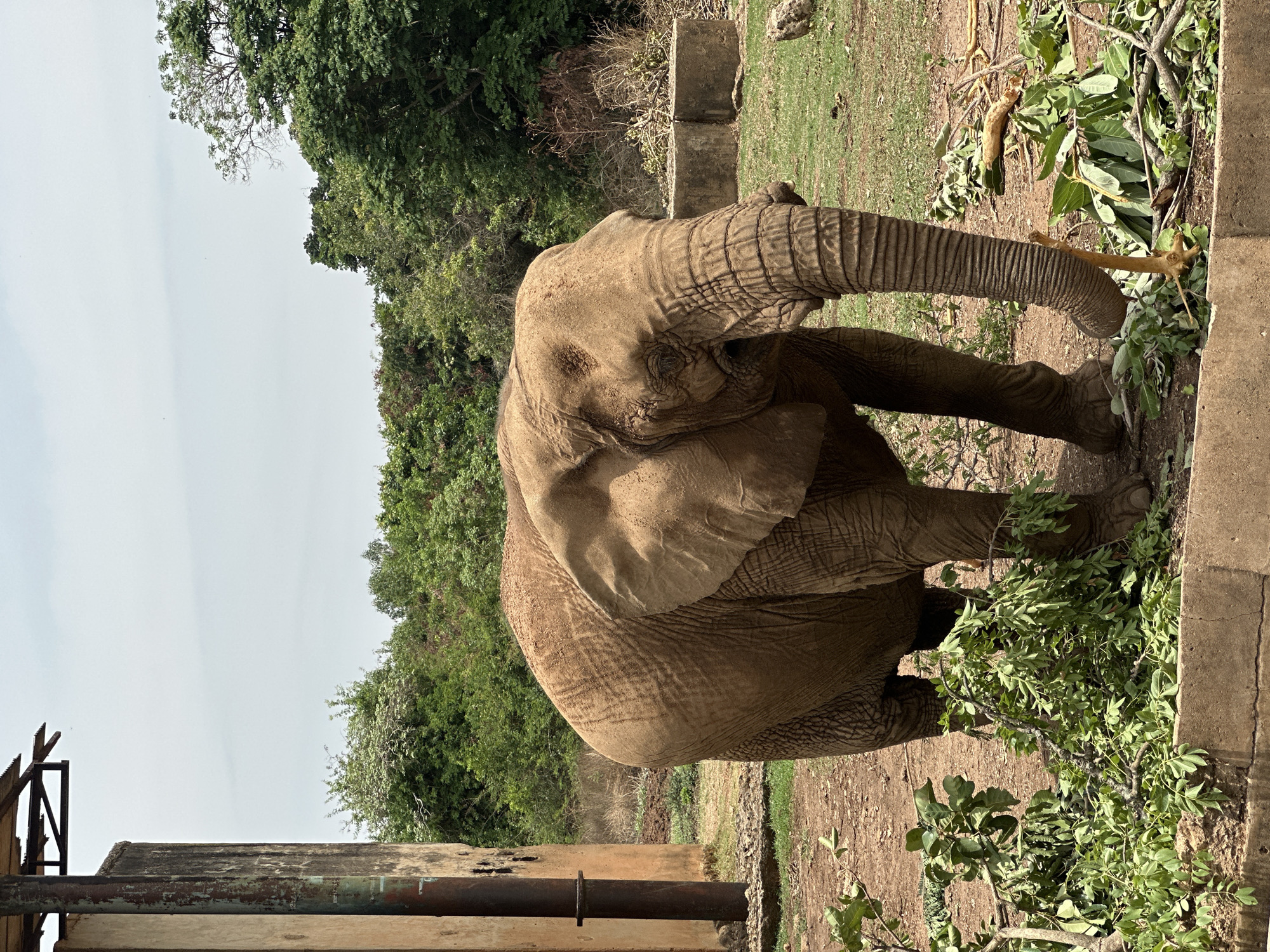 This daytime image, set in what appears to be an enclosure in Jos, Nigeria, features a large African elephant actively feeding. The elephant is positioned centrally, with its body angled slightly. It is bending or kneeling, lowering its head and trunk towards the ground to gather leafy branches. Its trunk is wrapped around a cluster of green foliage, pulling it towards its mouth. The elephant's skin is a textured, dusty grey-brown, with prominent wrinkles visible on its face, trunk, and body.
The background consists of dense green trees and foliage, indicative of a lush, possibly tropical, environment. The ground underfoot is a mix of reddish-brown soil and patches of green grass. Concrete structures, possibly part of a wall or barrier, are visible on the right side of the frame and in the lower left. The bright, clear sky above suggests good weather. No people or visible text are present. The scene depicts a calm moment of the elephant foraging.