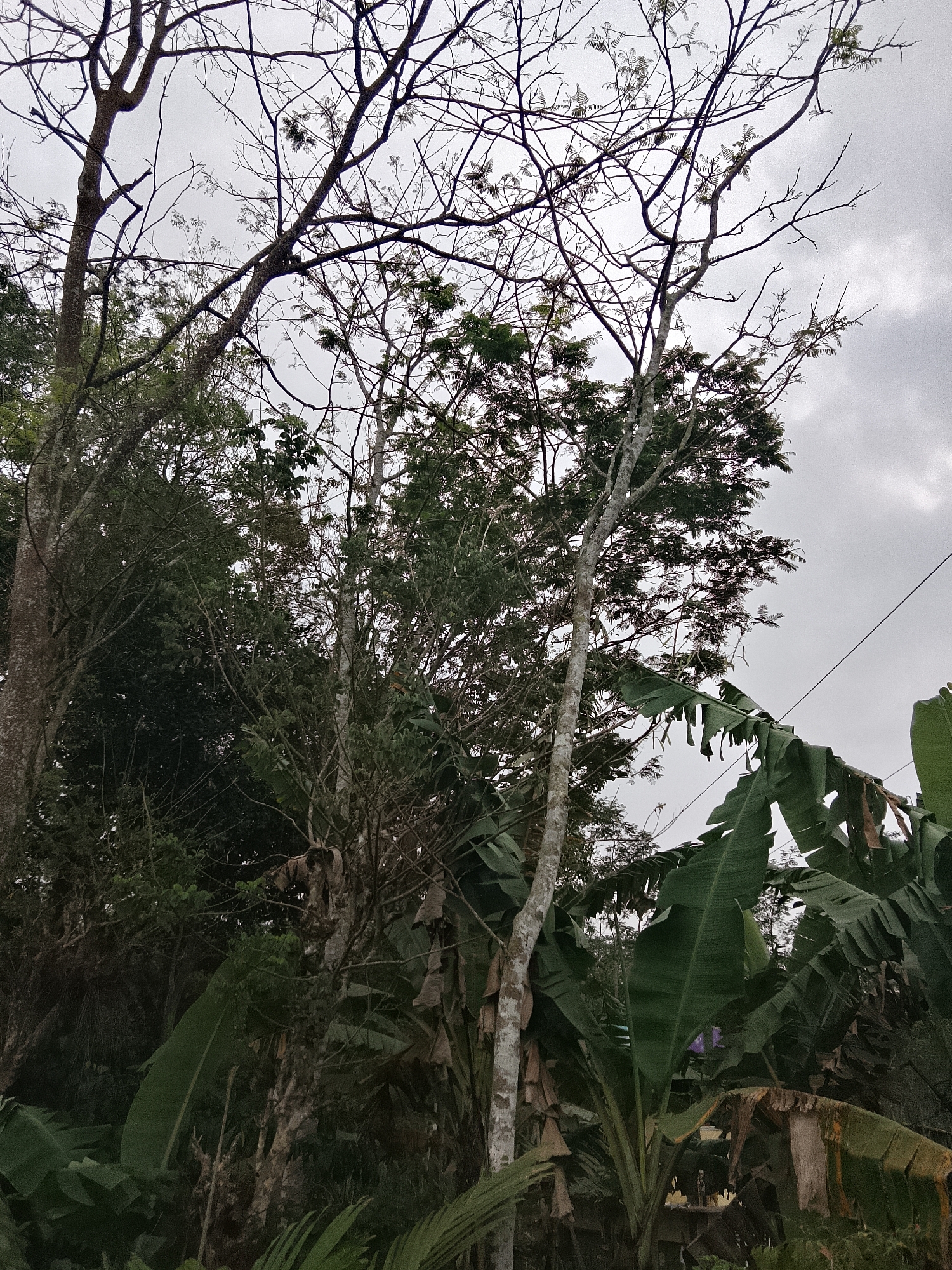 The image depicts a view of dense tropical vegetation, including trees and large-leafed plants, under an overcast sky. The scene appears to be in a rural or natural setting, likely within or near the city of Betonan, Indonesia. Several tree trunks of varying sizes are visible, some with rough bark textures. The foliage is predominantly green, with some dry, brown leaves present. In the background, thin branches of deciduous trees with sparse leaves are silhouetted against the sky. A single strand of dark wire runs diagonally across the upper right portion of the image, suggesting the presence of some infrastructure nearby. The overall atmosphere is subdued due to the cloudy weather. No people or animals are visible.