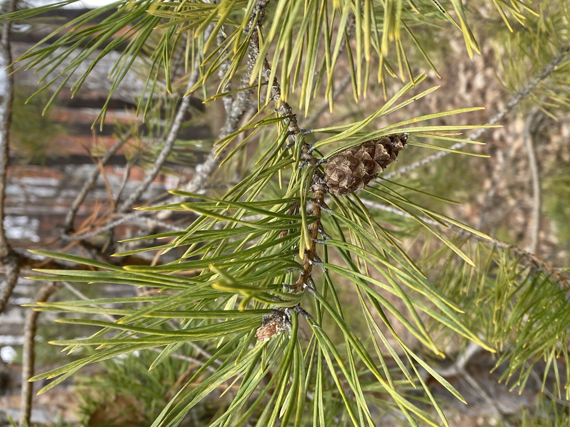 A close-up shot shows a pine branch with needles and a small pine cone. The needles are green with yellow tips. The pine cone is brown and appears to be in the early stages of development. The background is blurred, suggesting an outdoor setting. The image depicts a natural scene, likely captured in a wooded or park area. This image was taken in the city of Chaikovsky, Russia.