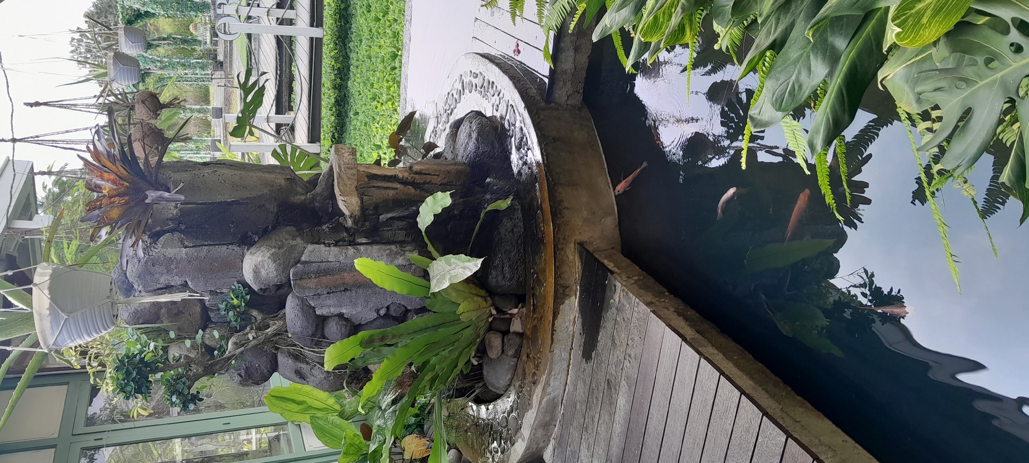 This image depicts an outdoor water feature with koi fish in Sleman, Indonesia. A pond with dark, reflective water is in the foreground, containing several orange koi. A wooden walkway runs along the left side of the pond, leading towards a curved concrete edge surrounding a rock-and-waterfall structure. This artificial rock formation is adorned with lush green plants, including ferns and a small bonsai tree, and appears to be part of a garden or landscaping. In the background, a white wooden bridge crosses over a body of water covered in green aquatic plants, and further back, more greenery and a few hanging planters are visible. The overall scene suggests a tranquil, nature-inspired setting, likely a part of a resort, cafe, or public garden in Sleman.