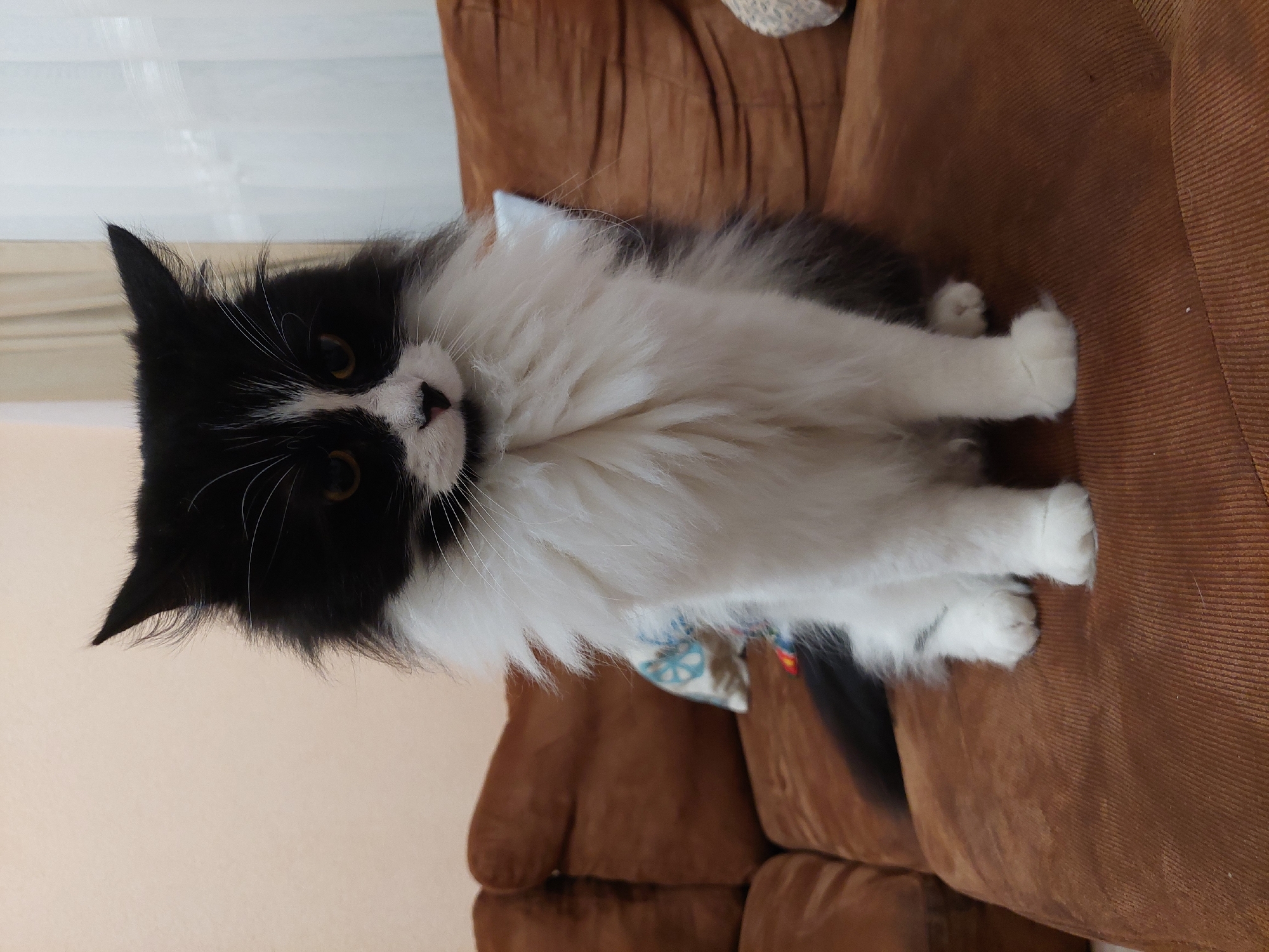 A black and white cat is sitting on a brown corduroy sofa. The cat has long fur and a black tail. The background is a beige wall. The location is unknown.