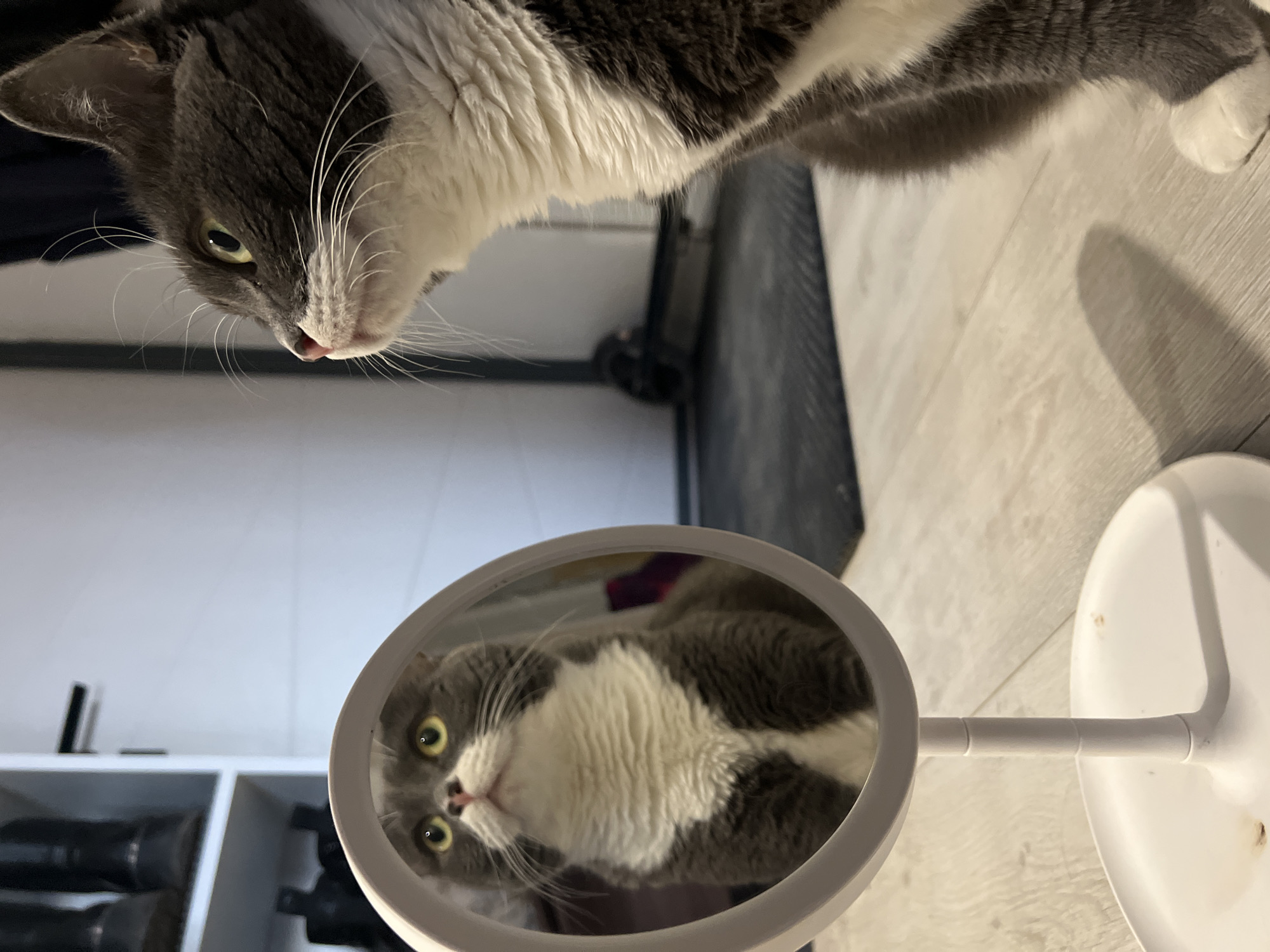 A gray and white cat is looking into a round, white makeup mirror on a stand. The cat's reflection is visible in the mirror. The background includes a light-colored wood floor, a white shelving unit with dark-colored items, and a dark object near a doorway. There are no visible indications of the location being in Tyumen, Russia.