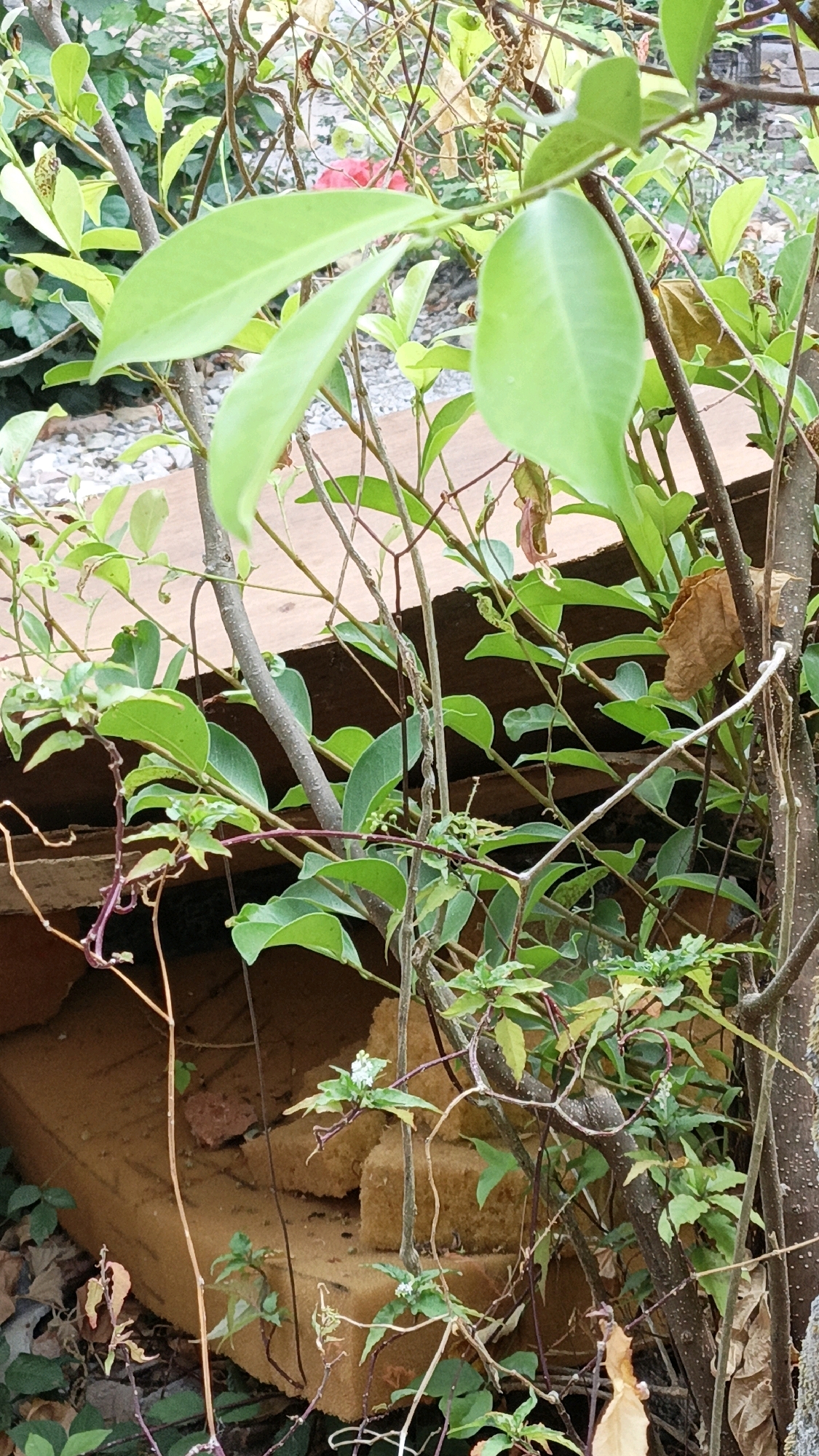 The image shows a close-up view of dense green foliage and branches obscuring a light brown, porous material, possibly foam insulation, stacked in irregular shapes. The foliage consists of various types of leaves, some broad and light green, others smaller and darker, with thin, woody stems and tendrils. The background is a blur of greenery and a hint of a textured, greyish surface, possibly gravel or stone. The overall scene appears to be outdoors, likely in a garden or overgrown area within the city of Cikal, Indonesia. There are no people or animals visible in the frame. The lighting suggests it is daytime, with soft, diffused light.