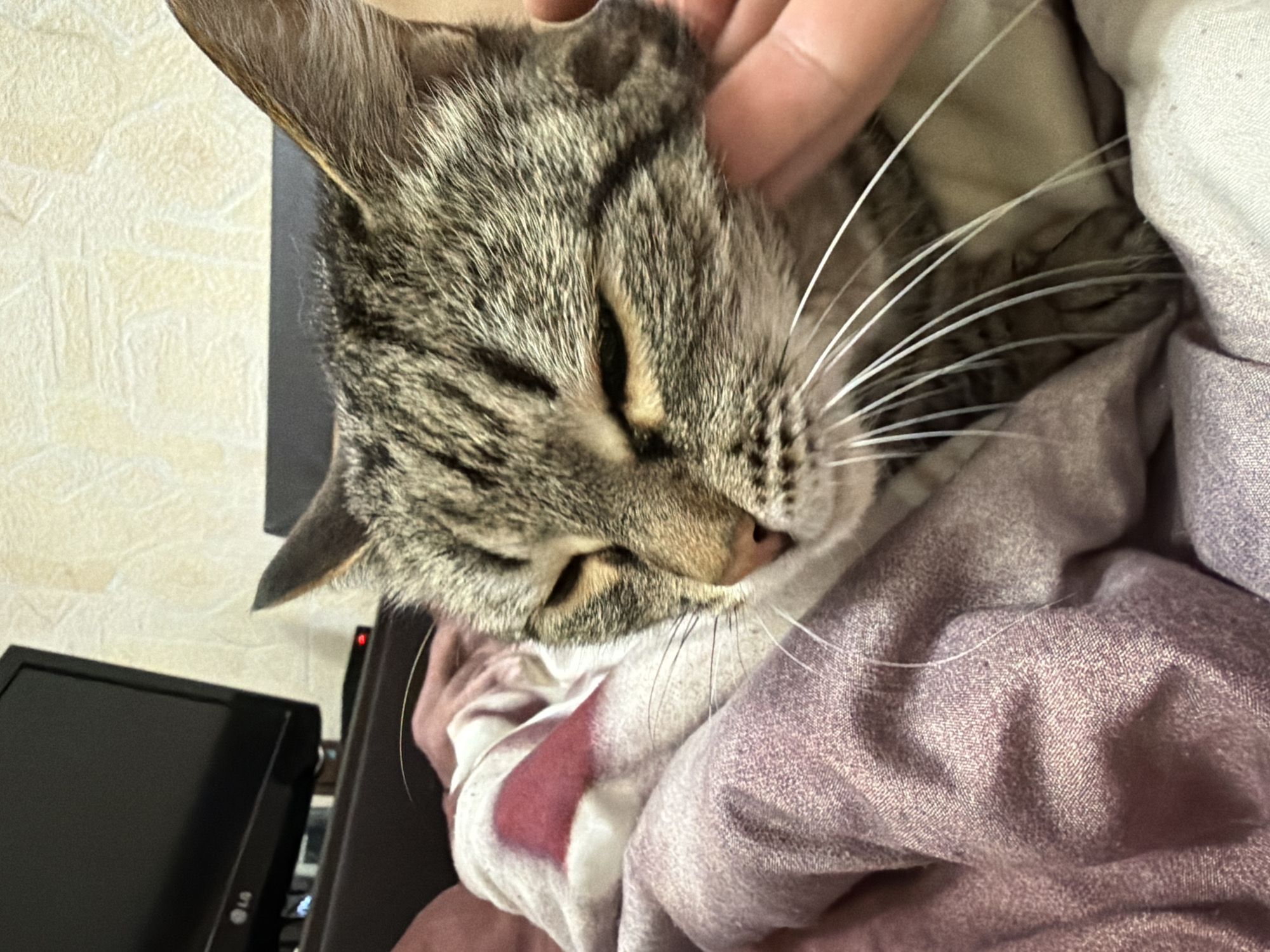 A close-up image shows a tabby cat lying on what appears to be a light purple and white patterned blanket, being petted by a hand. The cat has its eyes closed. A black computer monitor and keyboard are visible in the background. There is no information to support the claim of the location being Izhevsk, Russia.