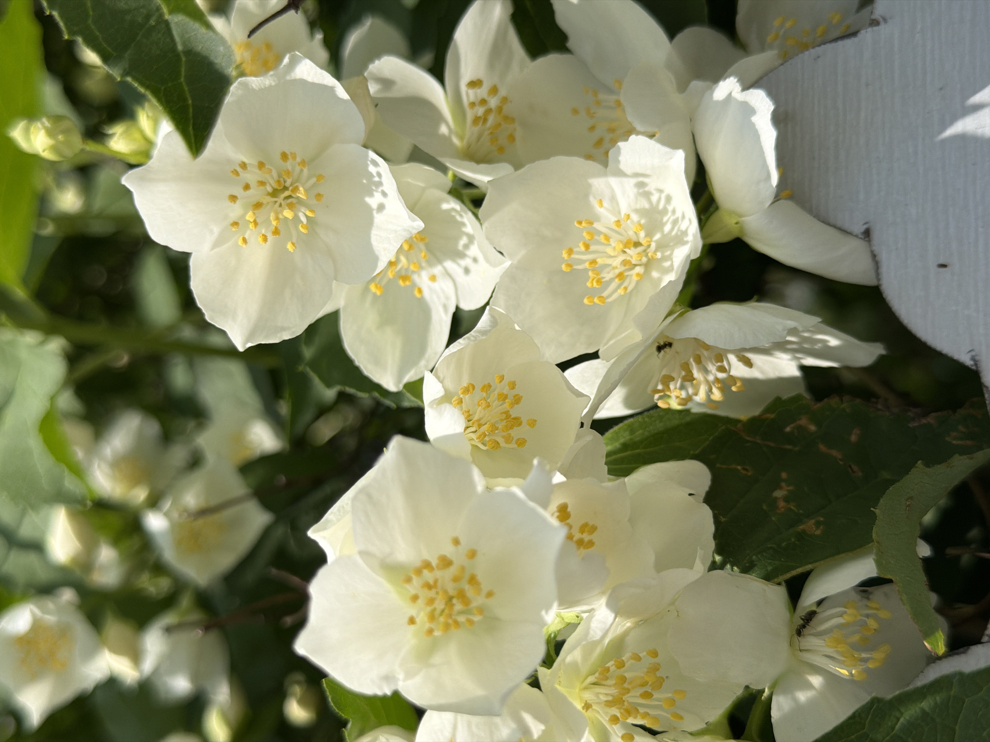 A close-up, eye-level shot captures a cluster of white jasmine flowers in bloom, their delicate petals unfurling towards the viewer. Each flower features a vibrant yellow stamen at its center, creating a striking contrast against the pristine white. The background is a lush tapestry of green leaves and a few budding flowers, hinting at a garden setting. Sunlight dapples the scene, casting soft shadows and highlighting the intricate details of the blossoms. In the lower left quadrant of the image, an ant can be seen making its way through the flower petals. A white, decorative element, possibly a garden ornament or fence, occupies the bottom right corner. The overall impression is one of natural beauty and tranquility.