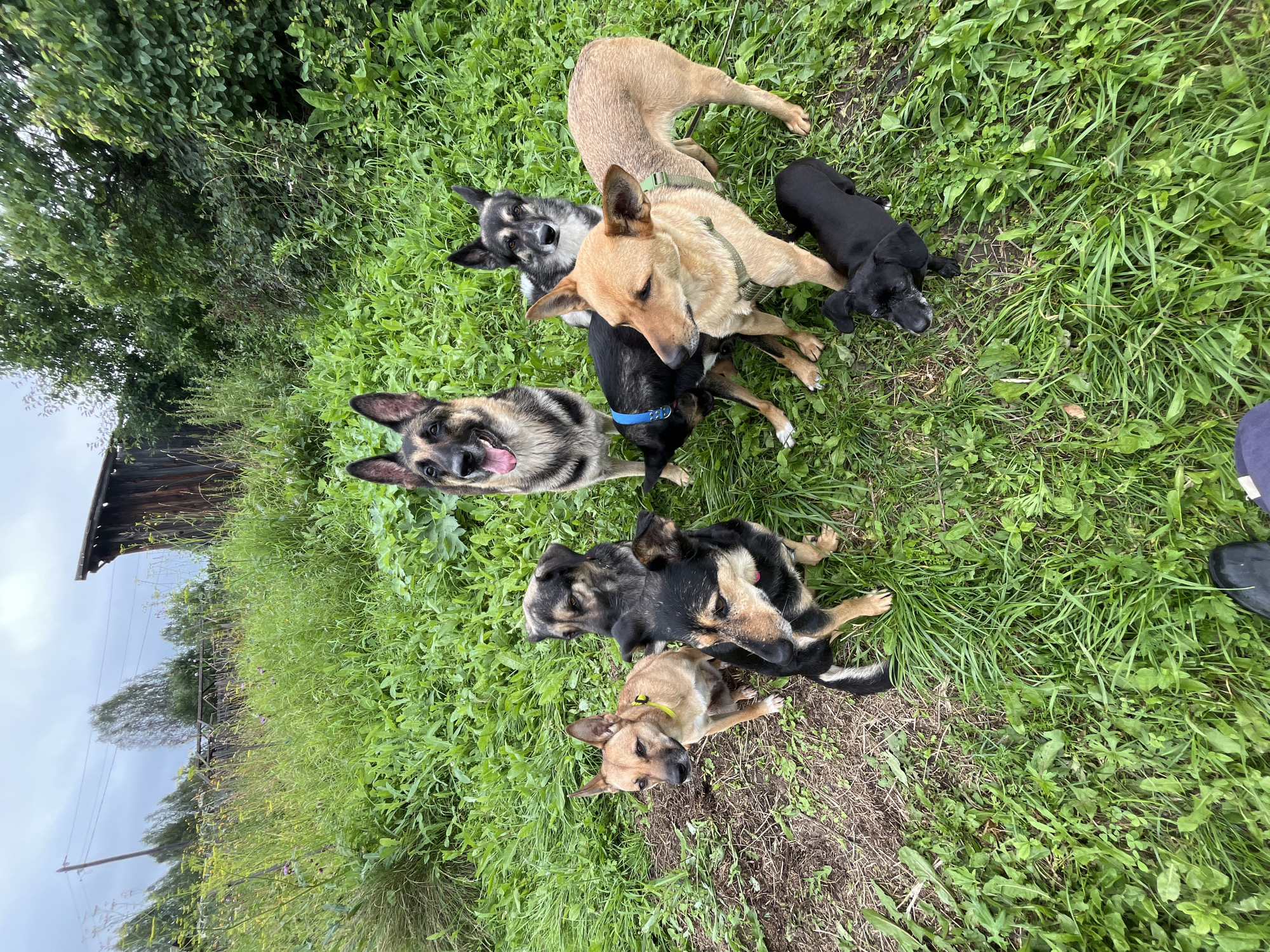 Eight dogs of various breeds and sizes are gathered on a patch of grass in an outdoor setting, likely a yard or park area. The dogs are positioned in a loosely formed group, with some standing and others sitting. The background includes tall green grass, a wooden structure (possibly a shed or fence), and trees. The sky appears overcast. The image appears to have been taken from a low angle, possibly by someone kneeling or crouching. There are no people clearly visible in the image, though a portion of a person's footwear is visible at the bottom of the frame. The scene does not provide any specific indicators of its location within the city of Nizhny Tagil, Russia, beyond being an outdoor, possibly rural or suburban, environment.