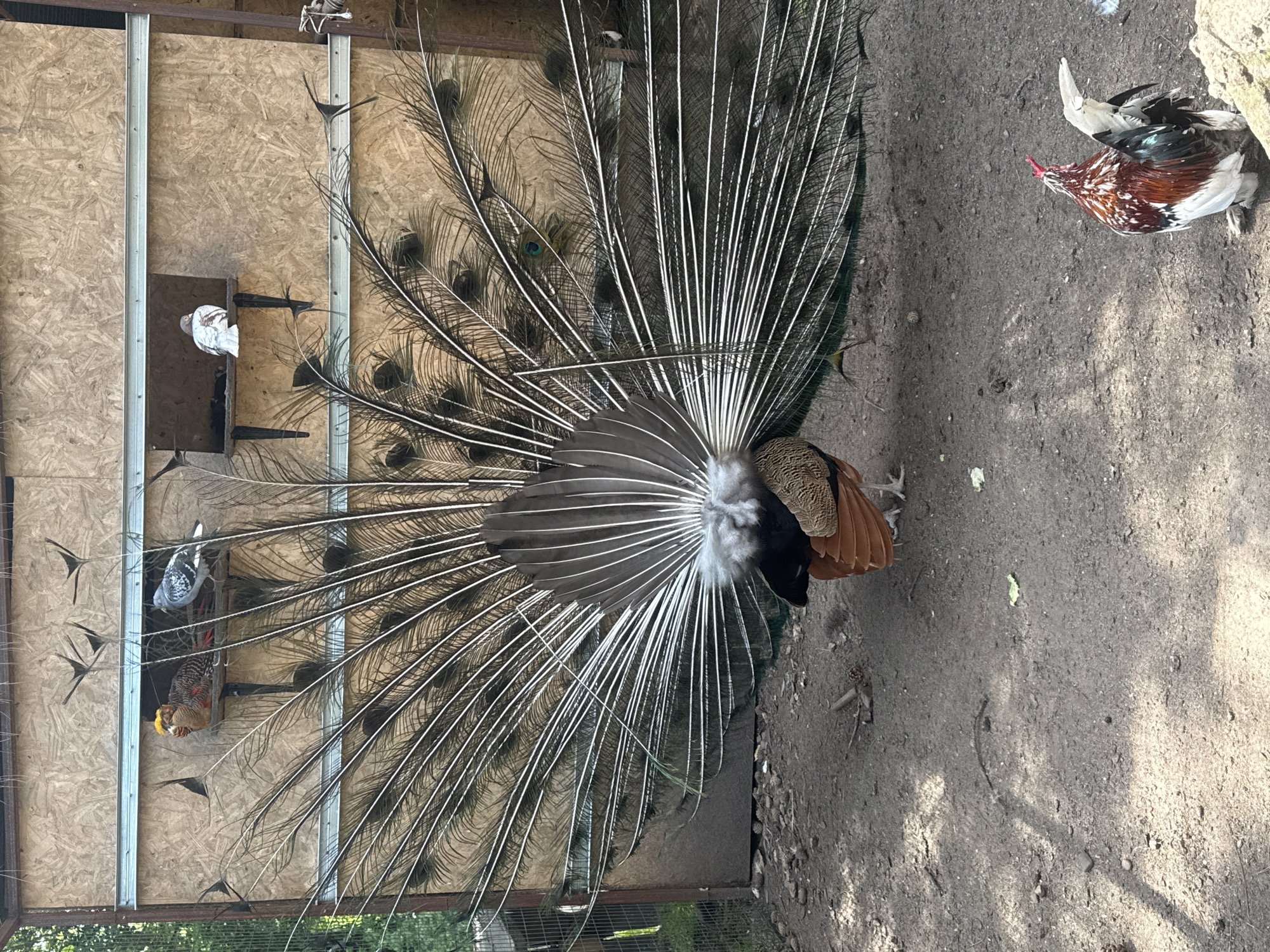 The image depicts the rear view of a peacock with its tail feathers fanned out in a display. The peacock stands on dirt. To the left is a plywood structure containing a white pigeon and a gold pheasant. In the upper right corner, a brown and white chicken appears. The location is Bliznatsi, Bulgaria.