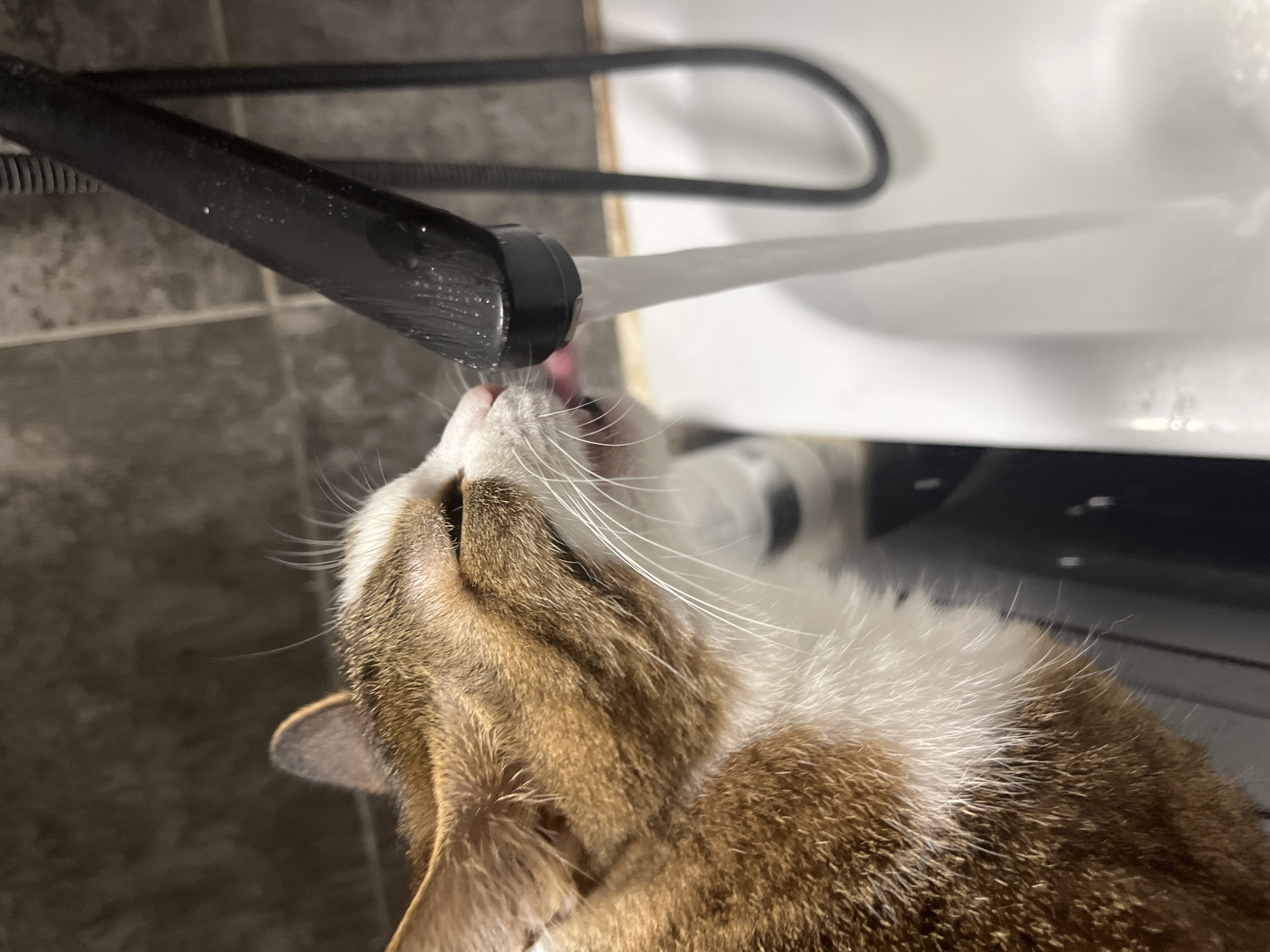 A brown and white tabby cat is depicted drinking water from a running black faucet. The cat's head is positioned under the stream, with its eyes partially closed and a pink tongue extended to lap the water. The faucet is a modern, dark-colored fixture, possibly a pull-down kitchen or bathroom tap, with water droplets visible on its surface. A dark, flexible hose is visible trailing from the faucet to the right. Water flows from the faucet into a white porcelain basin, likely a sink or bathtub, below. The background consists of grey, textured wall tiles. This scene occurs indoors, consistent with a bathroom or kitchen in Chaikovsky, Russia.