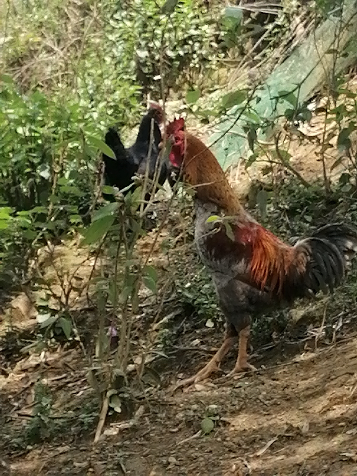 This image depicts two chickens in a natural, outdoor environment, likely a hillside in Sa Pa Ward, Vietnam. In the foreground, positioned on the right side of the frame, a vibrant rooster stands prominently. It features a striking combination of reddish-brown and dark gray or black feathers, a vivid red comb, and wattles. Its long, sturdy legs are a light brown color. To the left and slightly behind the rooster, partially hidden by dense foliage, a black chicken or hen is visible, with its head and a smaller red comb clearly distinguishable.
The ground beneath the chickens is composed of uneven dirt, interspersed with sparse dry leaves, twigs, and small patches of grass. The entire scene is rich with lush green vegetation, including various bushes, small trees, and leafy plants that fill both the background and parts of the midground, suggesting a verdant, somewhat untamed landscape. The lighting indicates bright daylight, with no harsh shadows, implying a sunny or brightly overcast sky. No specific activity beyond the animals standing in their habitat is depicted, and no text is visible within the image. The setting conveys a sense of rural or semi-wild natural beauty.