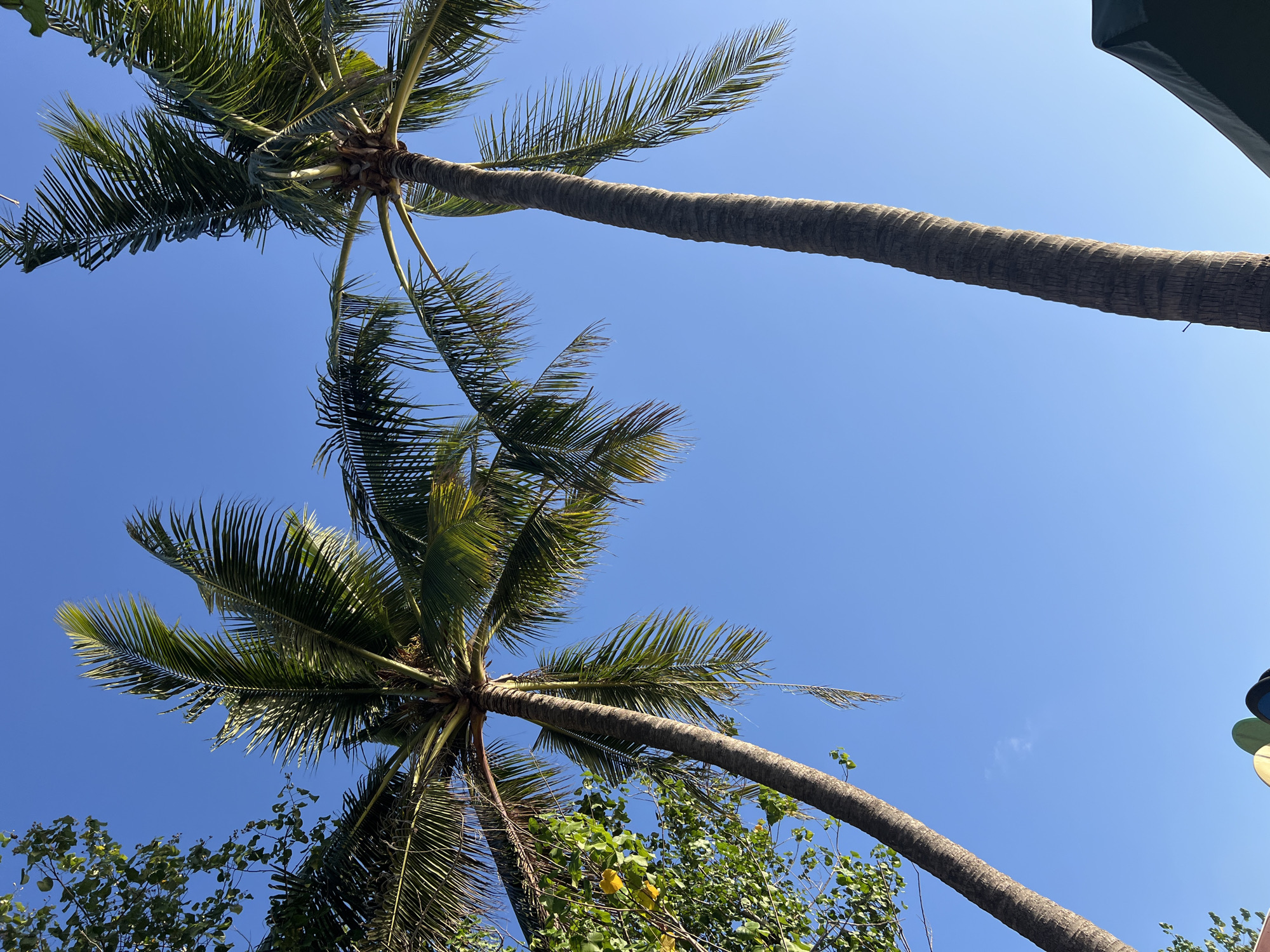 The image shows a bright blue sky with two tall palm trees dominating the frame. The palm trees are viewed from a low angle, looking upwards. The fronds of the trees are lush green and extend outwards, some catching the sunlight. To the left of the image, a cluster of smaller trees with green leaves and some yellowing leaves is visible, partially obscuring the sky. The trunk of the palm tree on the right is textured and prominent, extending vertically through the center of the image. In the lower right corner, a dark green umbrella or canopy is partially visible. At the bottom of the frame, the tops of several surfboards are peeking out from behind the umbrella. The scene suggests an outdoor environment, likely a beach or a tropical location, consistent with Kuta, Indonesia. There are no people or animals clearly depicted in the image.