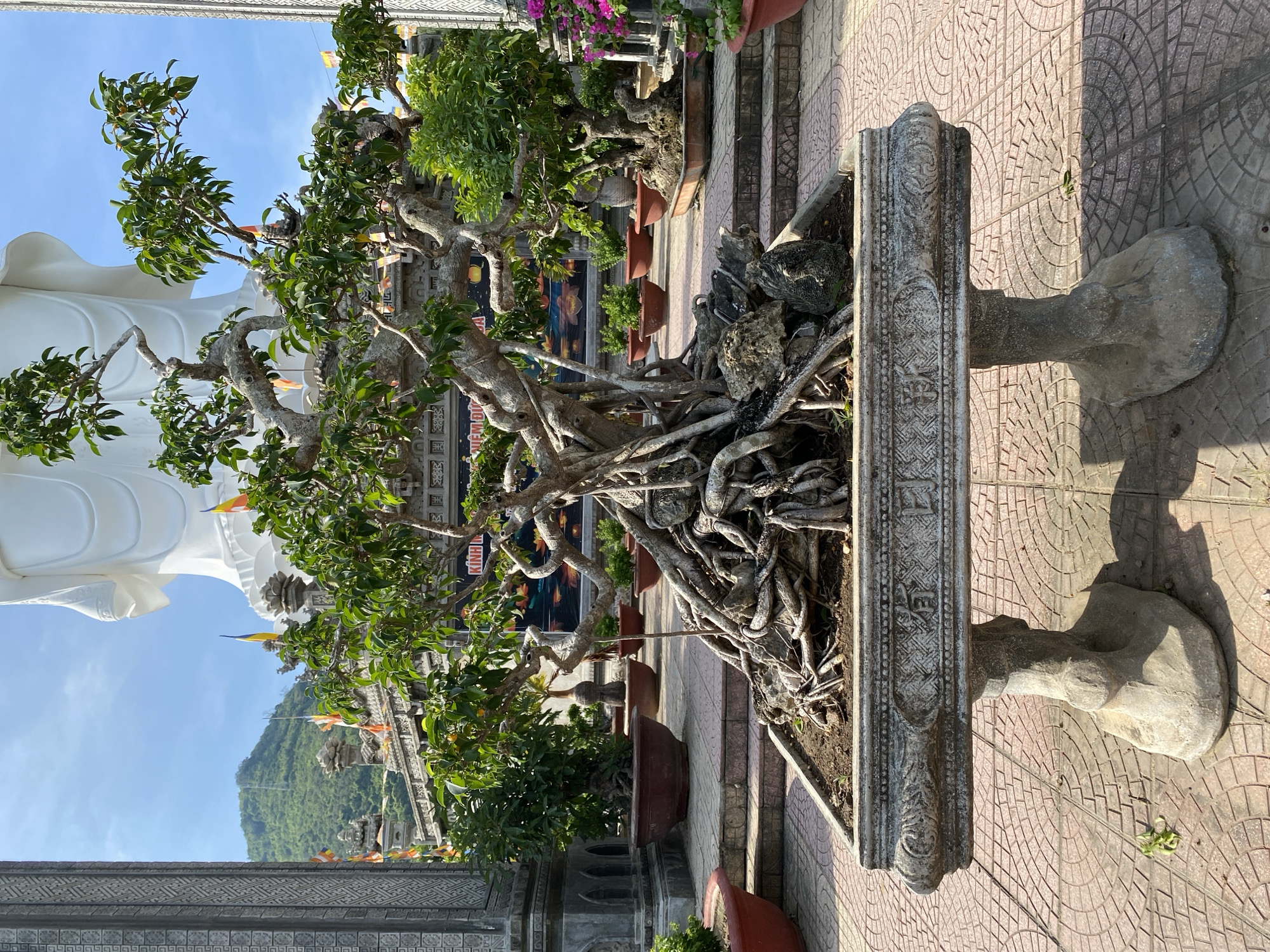 A sunlit, outdoor scene in Tay Nha Trang Ward, Vietnam, features a meticulously cultivated bonsai tree as the central subject. The bonsai, with its gnarled trunk and exposed, intricate root system, is planted in a rectangular, ornate stone planter supported by two sculpted stone legs. The planter is situated on a patterned tile walkway, which is bathed in sunlight, creating dappled shadows.
Behind the bonsai, a series of tiered steps lead up to a courtyard area. This area is adorned with numerous other potted plants and trees, creating a lush, green backdrop. In the far background, a colossal, white statue of a reclining Buddha dominates the landscape, its form partially obscured by trees and architectural elements. The statue's base is decorated with colorful flags. To the left of the frame, a tall, textured stone pillar with decorative carvings stands prominently. The overall environment suggests a temple or a spiritual site. The sky above is a clear, bright blue.