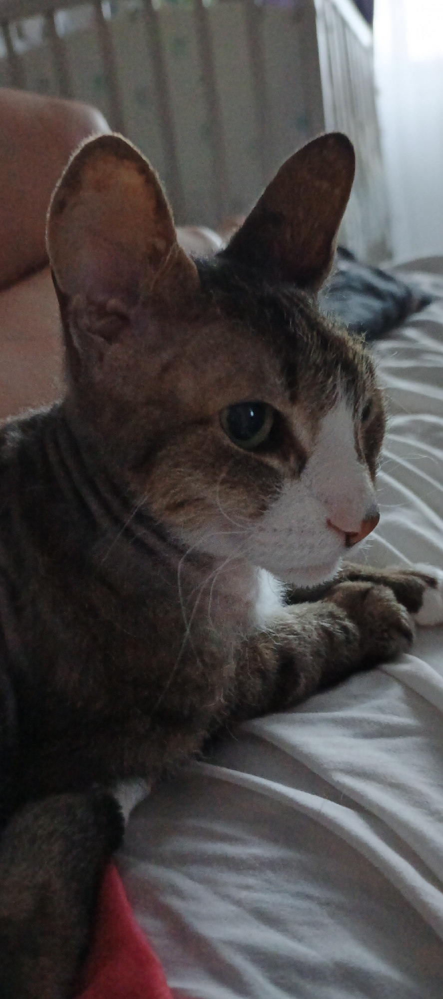 A close-up shot shows a feline lying on a white sheet, seemingly indoors. The cat has a distinctive appearance, with large, upright ears, brown tabby markings, and a white patch on its face, extending from its nose to its chin. Its eyes are green. Its forepaws are extended, with one paw showing a white marking. A small red object is visible near the bottom left corner of the frame, partially obscured by the cat's fur. The background is slightly blurred, revealing a bed frame and possibly a window or door. There is no indication of the city of Chaikovsky, Russia.