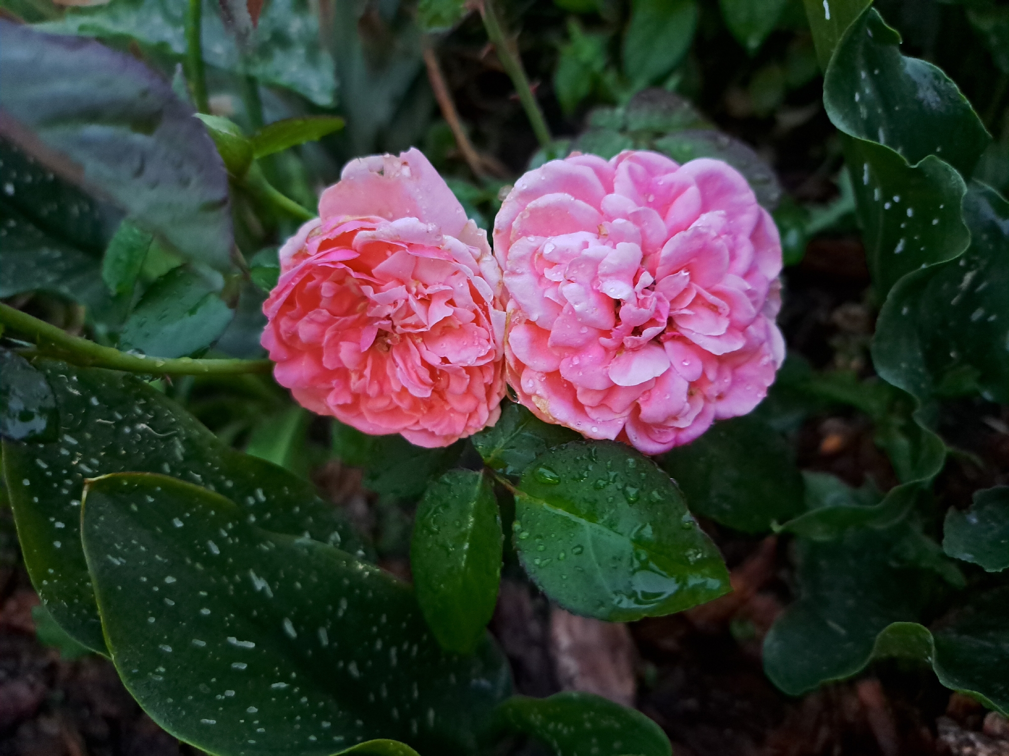 This is a close-up, top-down shot of two pink roses with water droplets on their petals, nestled among dark green leaves. The leaves, some of which have a speckled appearance, are wet, indicating recent rain or watering. The background is a blur of dark green foliage and soil. There are no people or visible structures, suggesting an outdoor garden setting. The scene is calm and natural, evoking a sense of freshness after a rain shower.