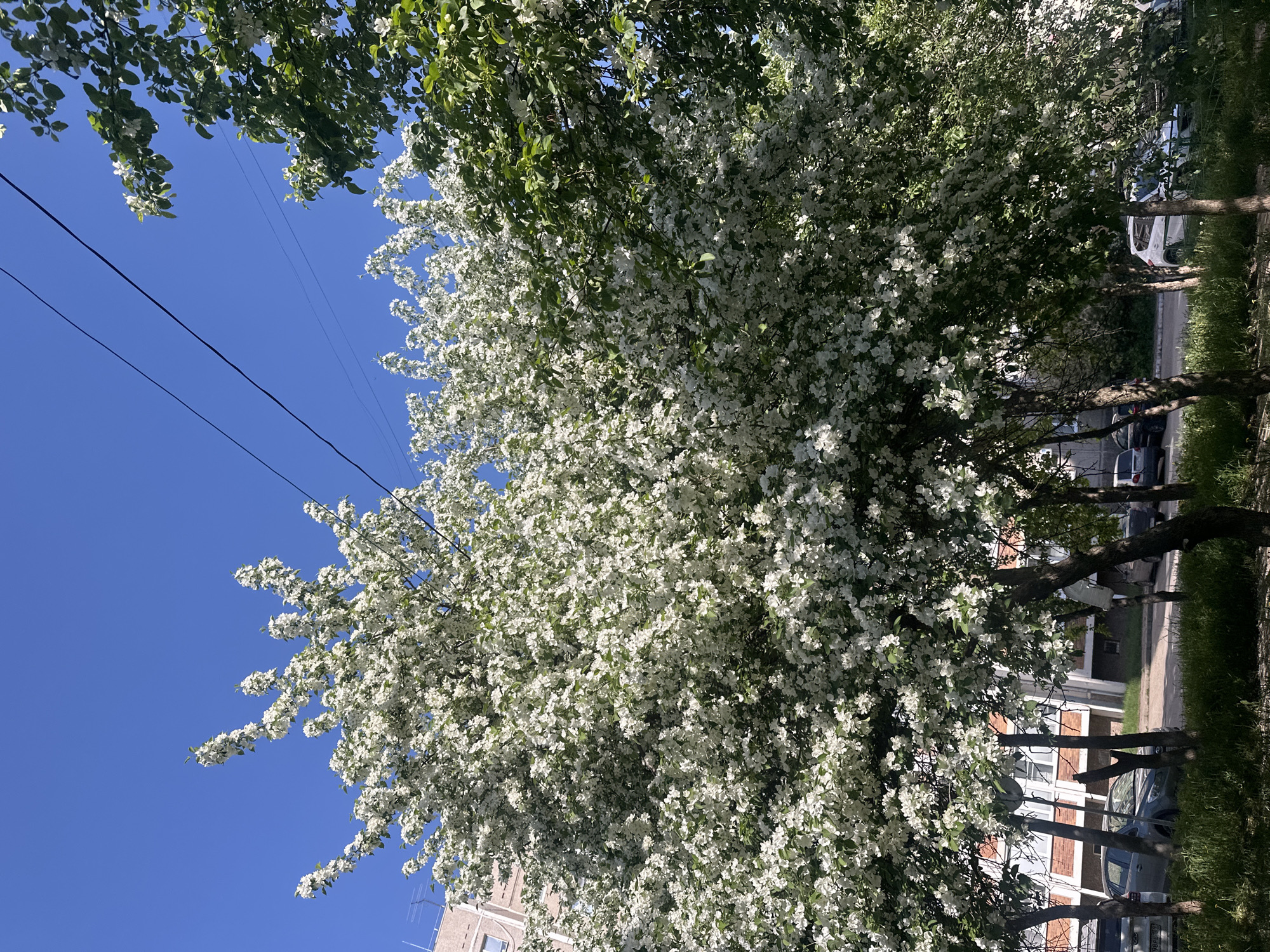 The image depicts a blooming tree, likely a crabapple or other flowering fruit tree, laden with white blossoms. The tree is in an urban setting in Chaikovsky, Russia. A clear blue sky forms the backdrop, with power lines visible in the upper left corner of the frame. Other trees and buildings are seen in the background, with parked cars lining a street. The scene appears to be taken during the daytime, under bright sunlight.