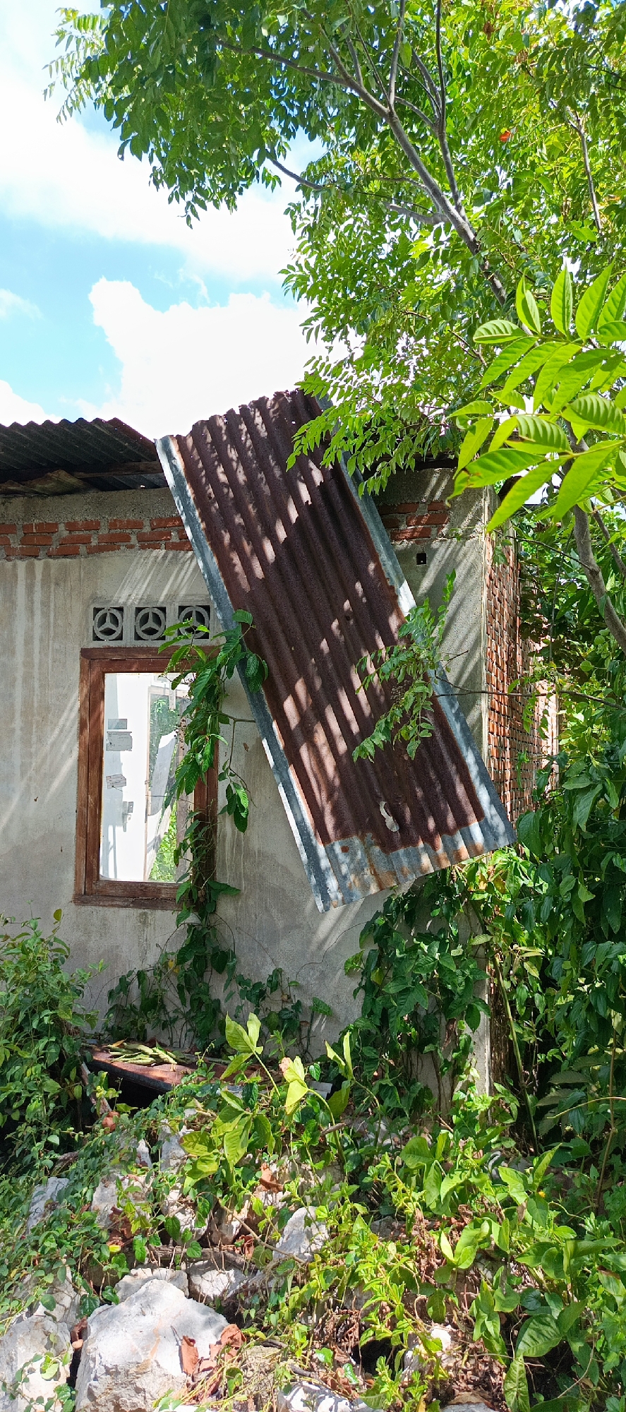 The image depicts an outdoor scene, likely in Pashiebeutong, Indonesia, dominated by an abandoned or dilapidated building. The structure appears to be made of concrete and brick, with a partial roofline visible. A large, rusted corrugated metal sheet is precariously leaning against the building, suggesting recent damage or disrepair.
The building has a visible window with a wooden frame, and beyond it, another window or opening can be seen, reflecting the sky and greenery. Circular vents with a distinctive pattern are embedded in the wall beneath the roofline.
Overgrown vegetation, including vines and various leafy plants, is prevalent throughout the scene, engulfing the base of the building and extending upwards. Some of the foliage is lush and green, while other plants appear drier or more sparse. Rocks and debris are scattered at the base of the building and on the ground, contributing to the sense of neglect.
The sky is visible in the upper portion of the image, with blue patches and white clouds. Sunlight filters through the leaves of trees, casting shadows on the building and the ground. The overall impression is one of a forgotten or neglected space, reclaimed by nature. No people or animals are visible in the image.