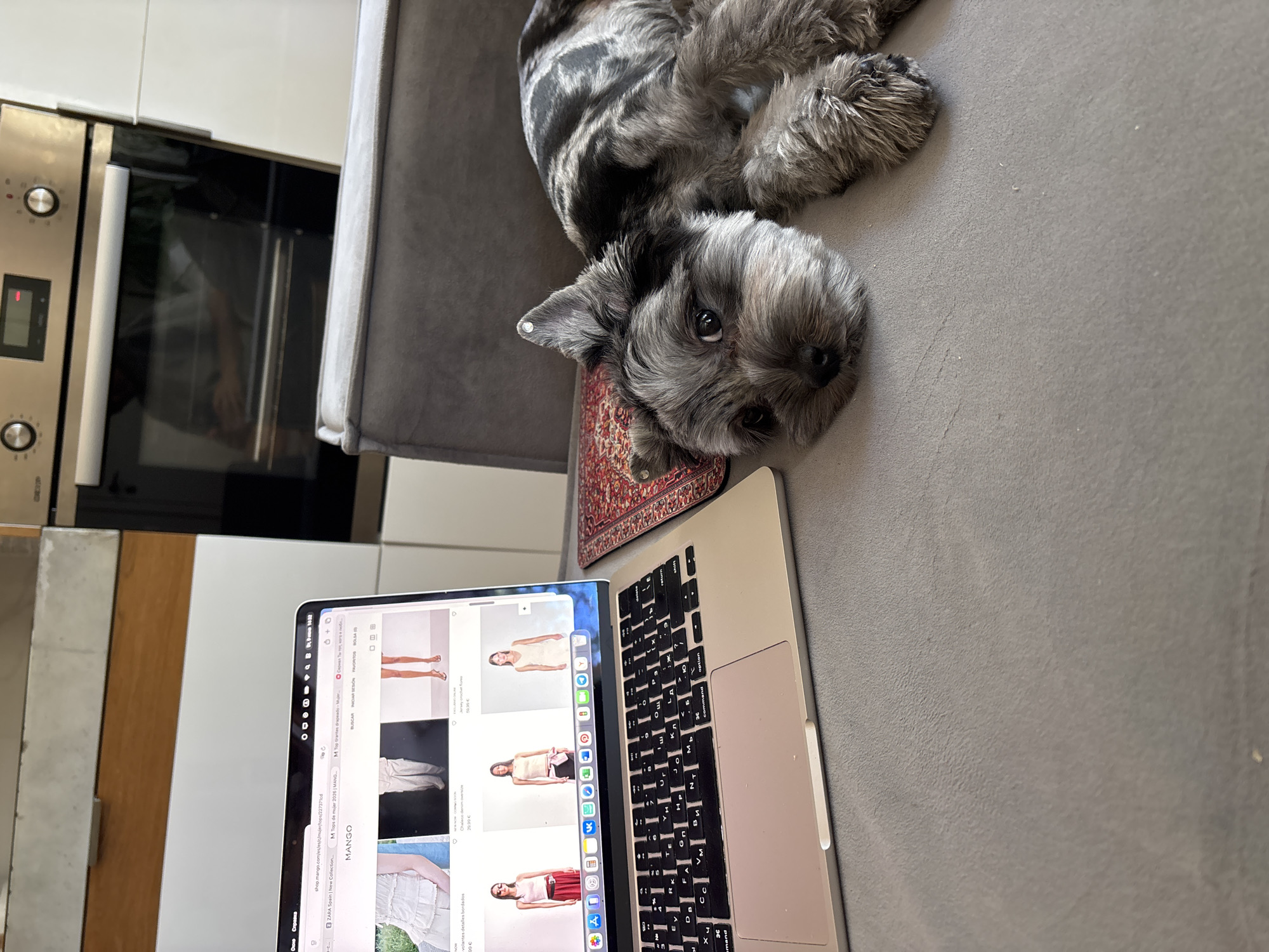 A Yorkshire Terrier lies on a gray sofa next to an open laptop. The laptop displays a shopping website, likely Mango, with images of women's clothing. In the background, a modern kitchen with stainless steel appliances is visible. The dog's fur has a unique black and gray marbled pattern, and it is resting its head on a small, intricately patterned rug. The overall scene appears to be indoors, possibly in a home environment. There is no indication of the location being in Chaikovsky, Russia.