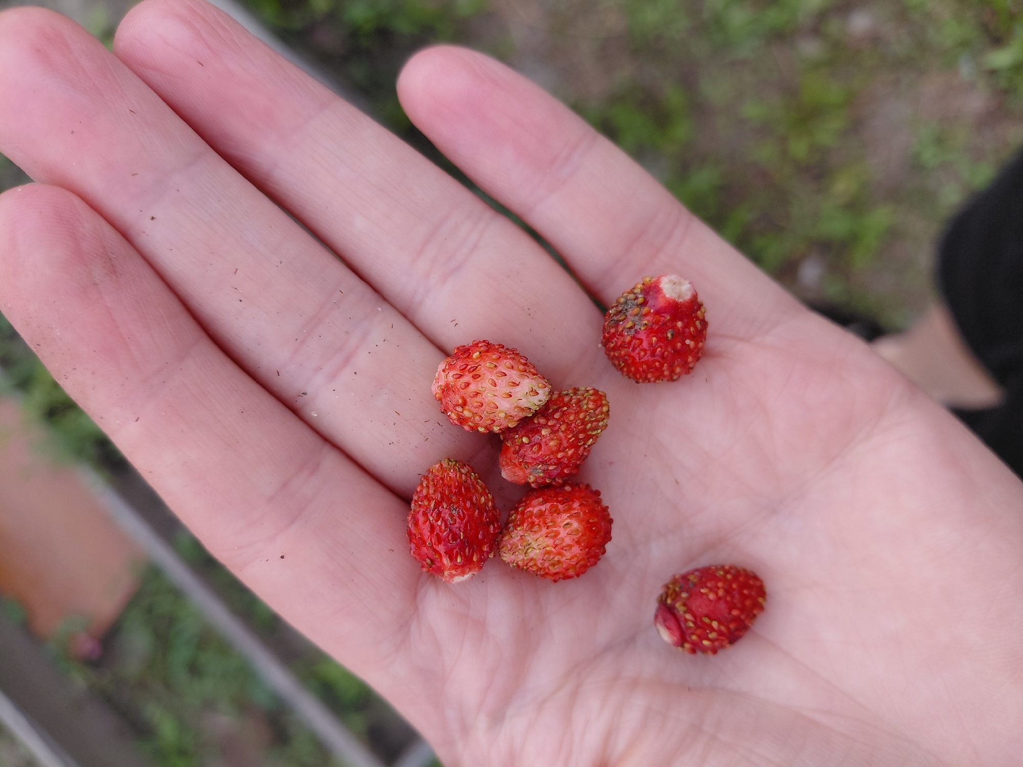 A person's hand is holding a small cluster of wild strawberries. The hand is fair-skinned and appears to be resting palm-up. There are six wild strawberries visible in the palm, each with a bright red exterior dotted with yellow seeds. The background is blurred and appears to be an outdoor environment with green foliage and some brown elements that could be soil or wood. There is no discernible location in the city of Novosibirsk, Russia, provided by the image.