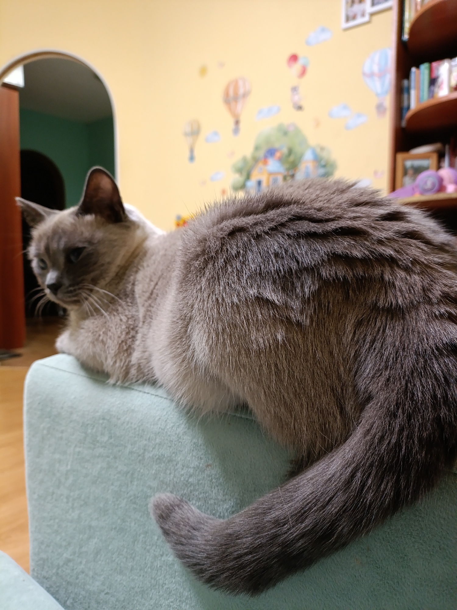 A gray-and-white cat is lying on a light green upholstered surface. The cat has gray fur on its tail and back, with a lighter gray or white color on its face and chest. The tail is curled slightly. The cat is looking to the left. The background is a yellow wall decorated with balloon and cloud stickers. A wooden bookshelf can be seen on the right. An arched doorway is visible in the left background. This image was taken in the city of Chaikovsky, Russia.