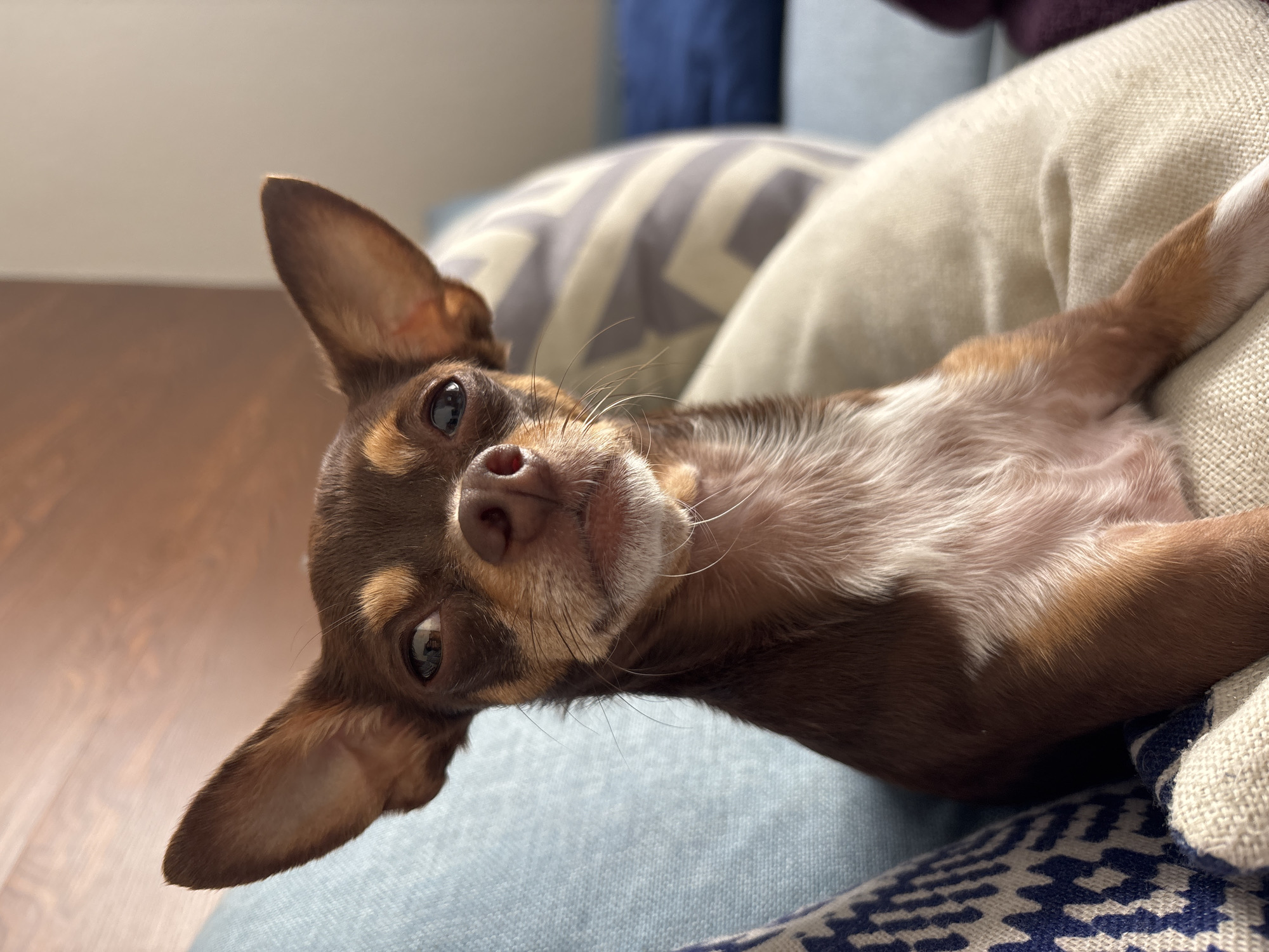 A close-up, slightly tilted view of a brown and tan Chihuahua lying on a blue and off-white patterned surface. The dog is positioned with its head towards the lower left corner of the frame and its body extending towards the upper right. The dog's ears are erect, and its eyes are open, looking directly at the camera. The dog is resting on what appears to be cushions or a soft surface, with one cushion featuring a geometric pattern and another a solid off-white color. The background includes a glimpse of a dark wood floor, a blue cushion, and a purple object. The location is most likely indoors and cannot be verified as Puebla, Mexico.