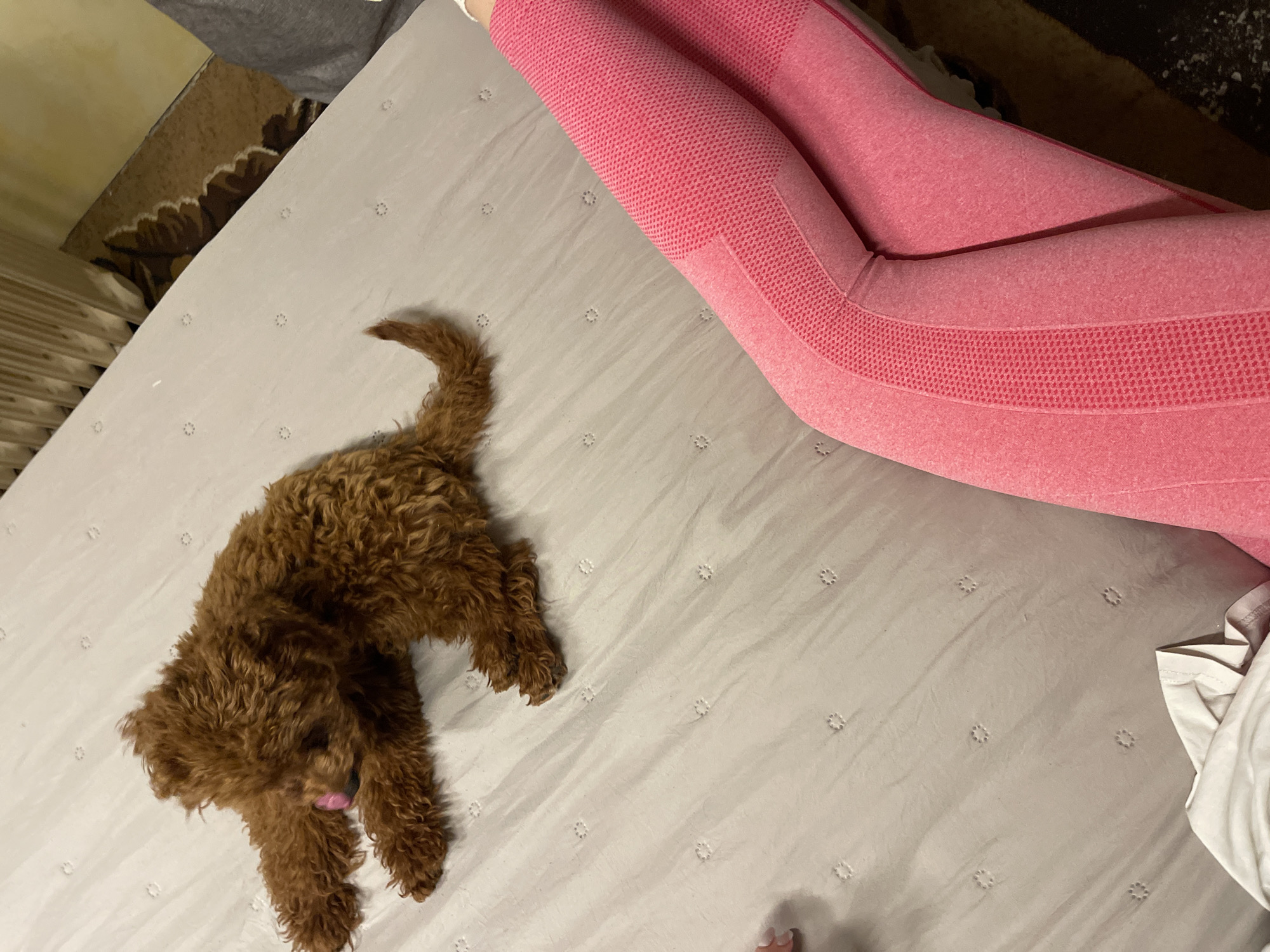 A brown poodle lies on a gray bed next to a person wearing pink leggings. The environment is indoors. There is no information to suggest the location is in Sofia, Bulgaria.