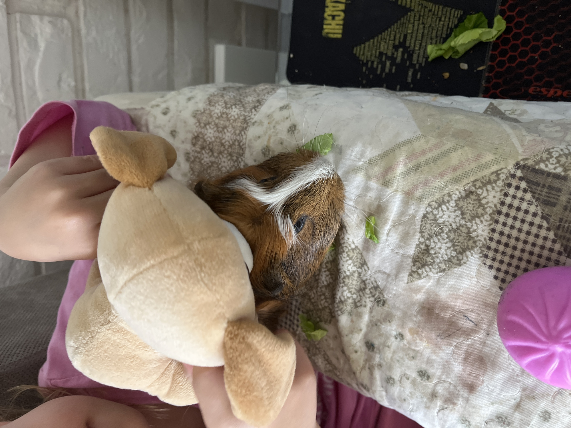 An overhead shot captures a gentle indoor scene featuring a child, a guinea pig, and a plush toy. The focus is on a tri-colored guinea pig with brown, white, and ginger fur, notable for a distinct white stripe running down its face. It appears to be resting or eating on a patterned, quilted blanket or comforter, which has various fabric patches in shades of brown, white, and muted colors. Small, green lettuce leaves are scattered on the blanket around the guinea pig.
The hands, forearm, and a partial leg of a child, wearing a pink top, are visible on the left side of the frame. The child is holding a light brown plush toy, possibly a teddy bear or a similar animal, positioning it near the guinea pig, suggesting an interaction or comforting gesture.
In the upper background, part of a dark mat or object is visible, displaying yellow text that reads "KACHIU," likely part of the word "PIKACHU." Another partial word, "espe," can be seen closer to the right edge, adjacent to a purple, ribbed plastic item. The overall setting appears to be a cozy indoor environment, possibly a bed or couch, with a light-colored wall in the upper left background. The scene conveys a calm and affectionate moment between the child and their pet.