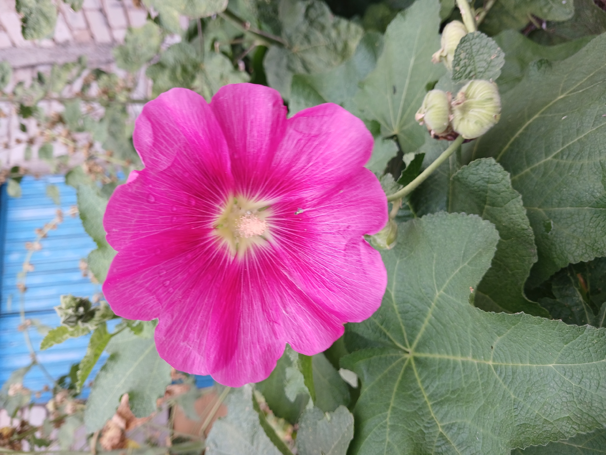 A close-up, portrait-oriented photo showcases a vibrant pink hollyhock flower in full bloom. The flower's delicate petals, exhibiting visible veins, surround a pale yellow stamen. The bloom is surrounded by large, textured green leaves, some of which are out of focus. In the lower right of the frame, several small, unripe, green seed pods are visible, clustered on a stem. The background is blurred, revealing hints of a blue, ribbed structure, possibly a fence or door, and a light-colored brick wall. The image appears to be taken outdoors, in what could be a garden or yard.
