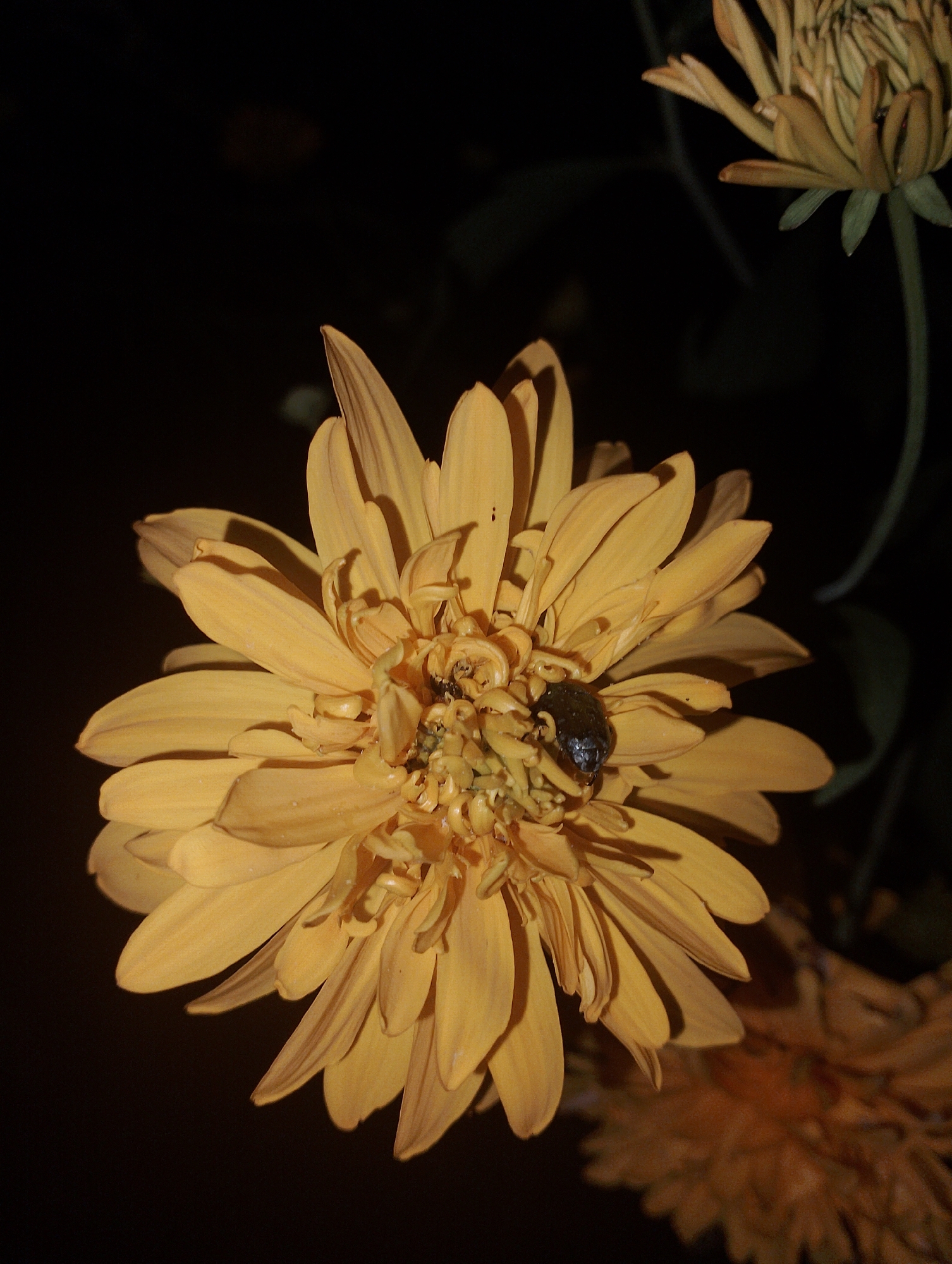 A close-up, dimly lit photograph shows a yellow daisy-like flower with a dark insect on its center. The flower has many thin, layered petals. The background is dark and out of focus, with the hints of other flowers visible. The image was taken in the village of Yanvartsevsky, Kazakhstan.