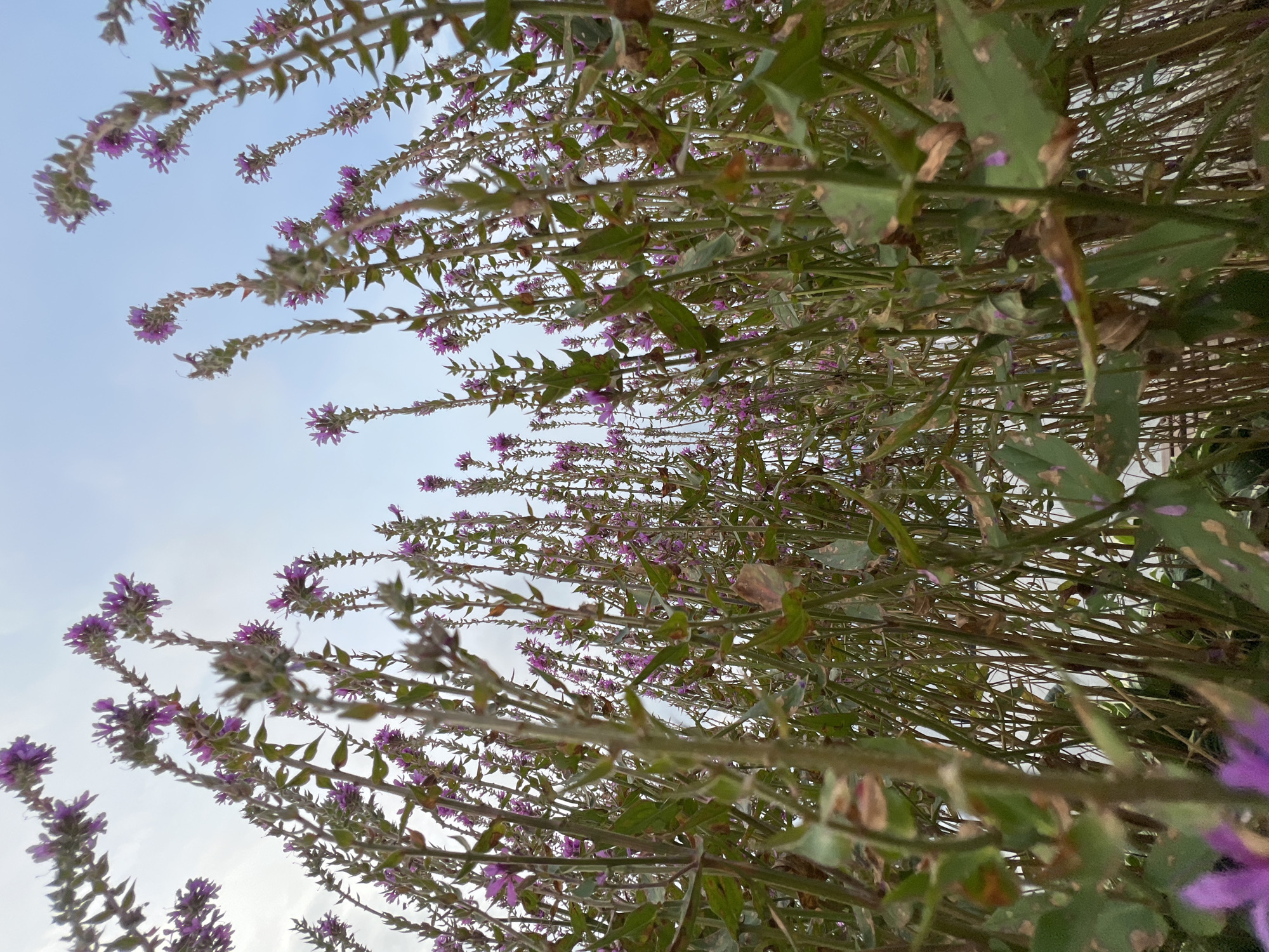 A low-angle, wide shot captures a dense patch of tall, thin purple flowers against a pale blue sky with wispy clouds. The flowers, with clusters of small purple blossoms, rise vertically from thick, green stems with narrow leaves. The stems are close together, creating a natural barrier of vegetation. The lighting is diffused, suggesting an overcast or early morning/late evening setting. The image does not contain any people or obvious man-made structures, and there is no specific indication of the city of Perm, Russia.