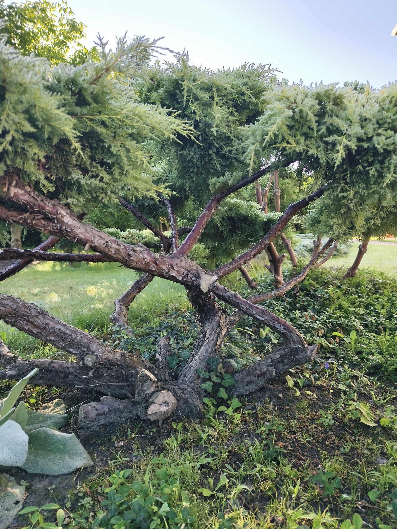 A juniper tree with weathered, thick, reddish-brown branches is the central subject of the image, situated low to the ground. The trunk has been cut and rests on the soil, with visible cut marks on several sections. The tree's foliage is a light green, feathery, and dense, forming a canopy that extends upwards and outwards. In the background, more greenery is visible, including grass and other plants, suggesting an outdoor setting. The lighting indicates it is daytime, possibly late afternoon or early morning, given the soft sunlight. The overall scene appears to be a garden or park. There are no people or animals in the image.
