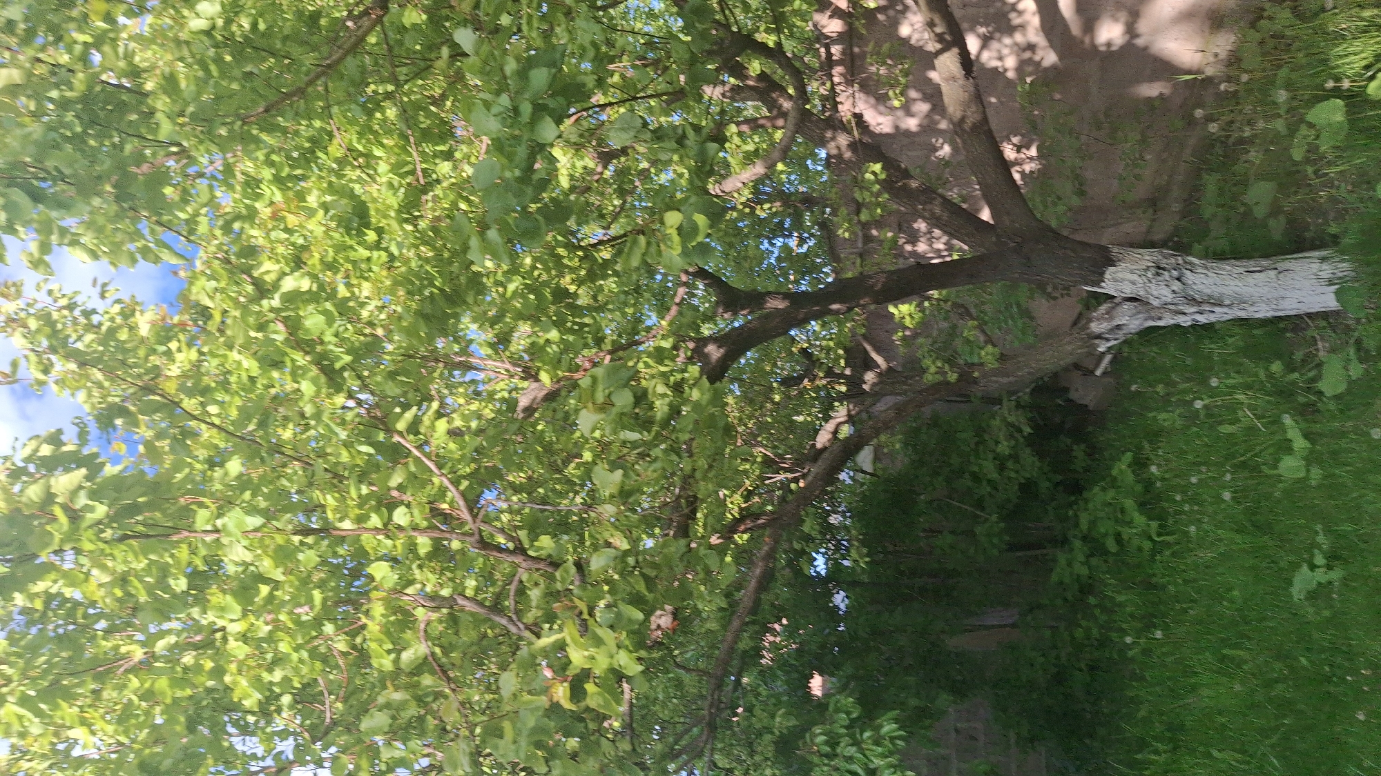 This image presents a vibrant, sunlit view of a leafy green tree, captured from a low angle looking upwards. The dominant subject is the expansive canopy of the tree, densely covered with bright green leaves and intricate branches that crisscross the frame. Patches of clear blue sky with some white clouds are visible through the gaps in the foliage, indicating a bright, sunny day.
On the right side of the image, a portion of the tree's sturdy trunk is visible, extending downwards. Notably, the lower part of this trunk is painted white, a common practice for tree protection or aesthetic purposes in some regions. Beneath the tree, the ground consists of a mix of lush green grass and areas of exposed dirt or pathway, suggesting an outdoor, natural setting like a garden, yard, or park. Scattered amongst the grass are small, delicate white dandelion puffs.
There are no people or specific activities taking place; the scene is static and focuses purely on nature. The time of day appears to be daytime, likely morning or afternoon, given the strong, natural light illuminating the leaves and casting shadows on the ground. The weather is clear and sunny. The overall mood conveyed is one of natural tranquility and the vibrancy of growth. There is no visible text in the image. Given the Gyumri, Armenia location context, the white-painted tree trunk aligns with local agricultural and horticultural practices.