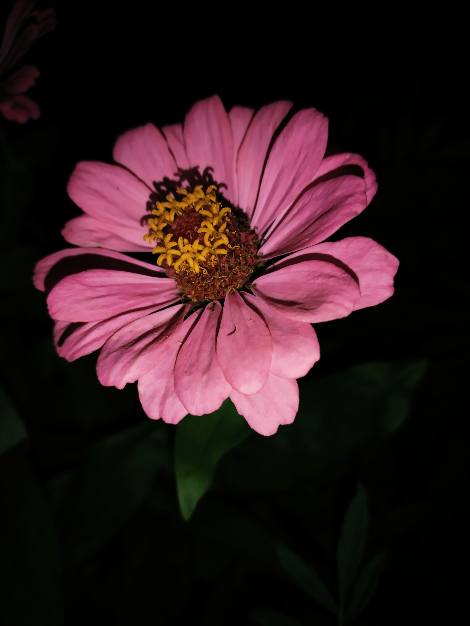 The image is a close-up, high-angle shot of a pink zinnia flower against a black background. The flower's petals are a vibrant pink, with some showing subtle variations in shade and texture. The center of the flower features bright yellow stamens clustered together. Shadows are cast by the petals onto each other and the background, creating depth. In the upper left corner, the blurred outline of another pink flower is visible. The lower part of the image shows dark green foliage, also out of focus, suggesting the flower is part of a garden or natural setting. The overall lighting is dramatic, highlighting the flower with a spotlight effect. The image does not depict any specific location in Horishni Plavni, Ukraine, nor does it contain any people, actions, or interactions.